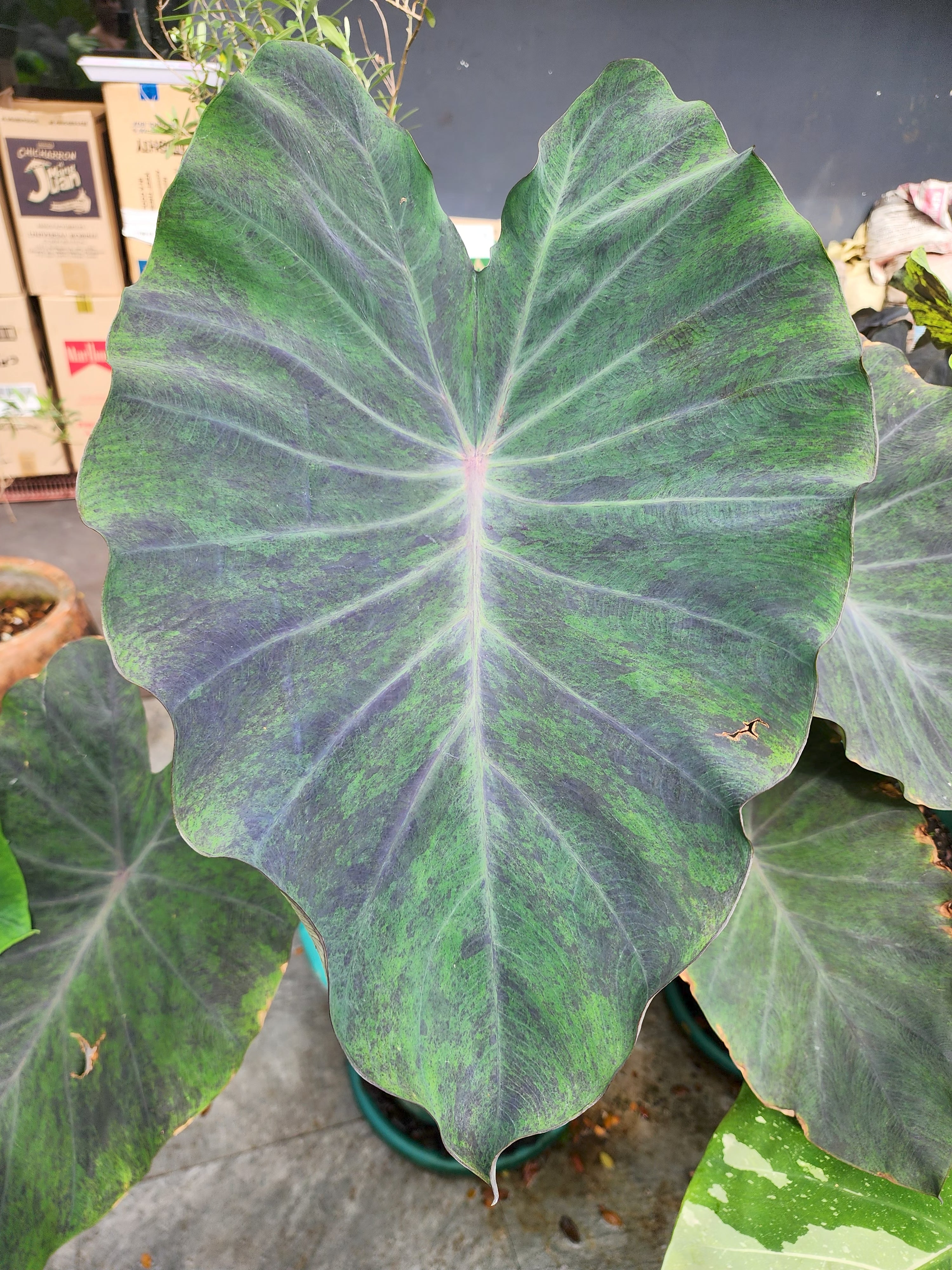 COLOCASIA AURORA