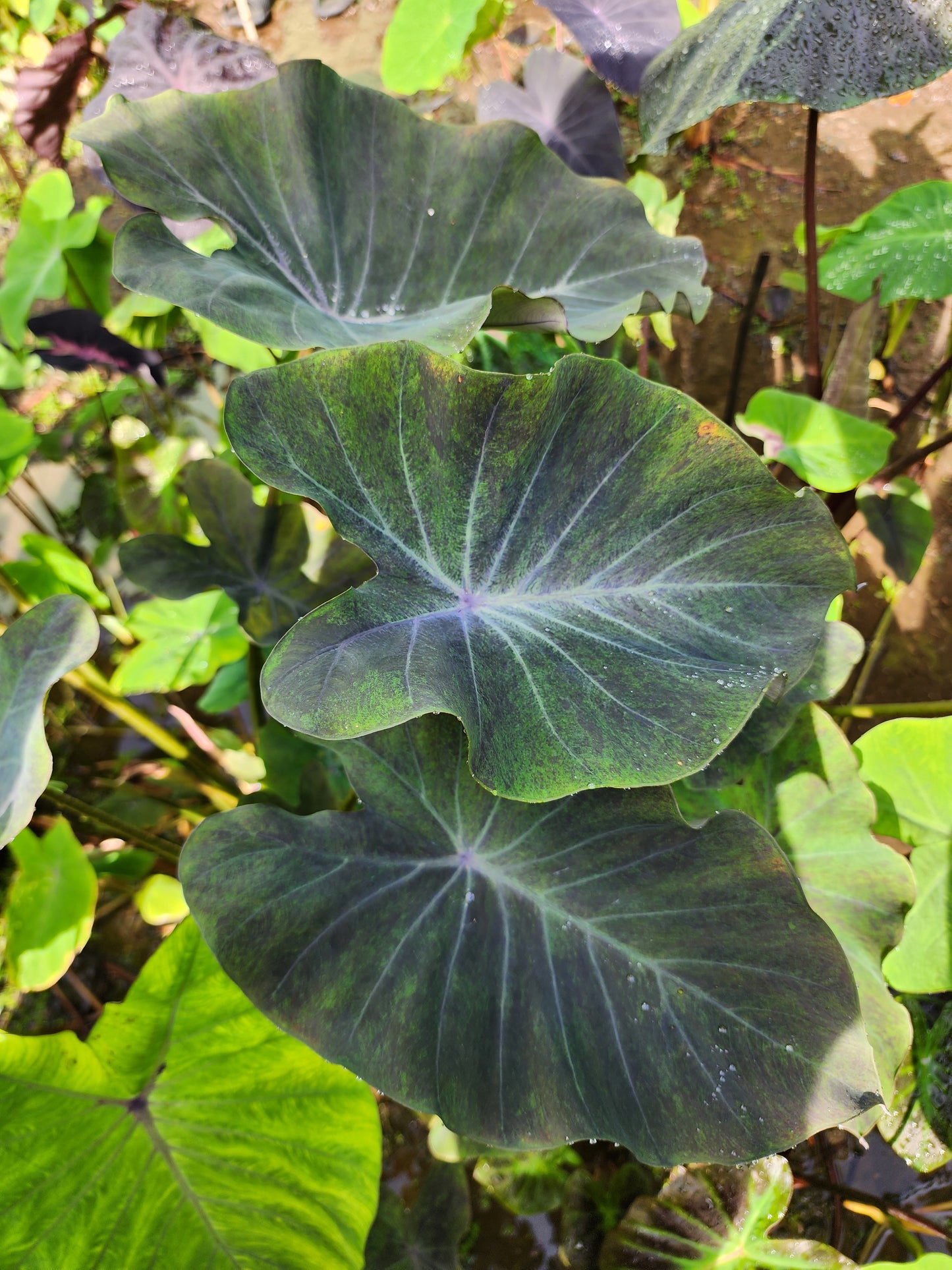 COLOCASIA AURORA