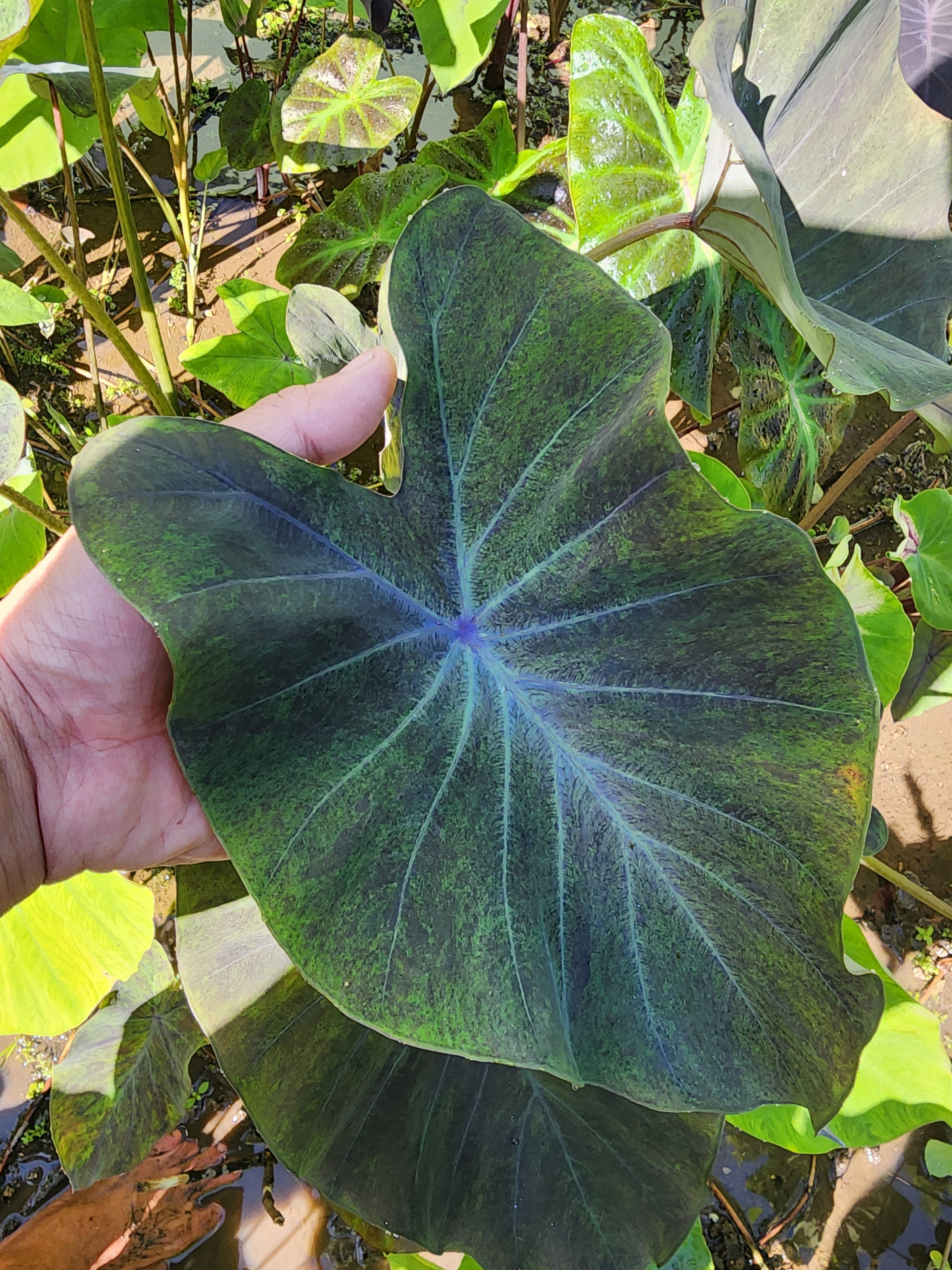 COLOCASIA AURORA