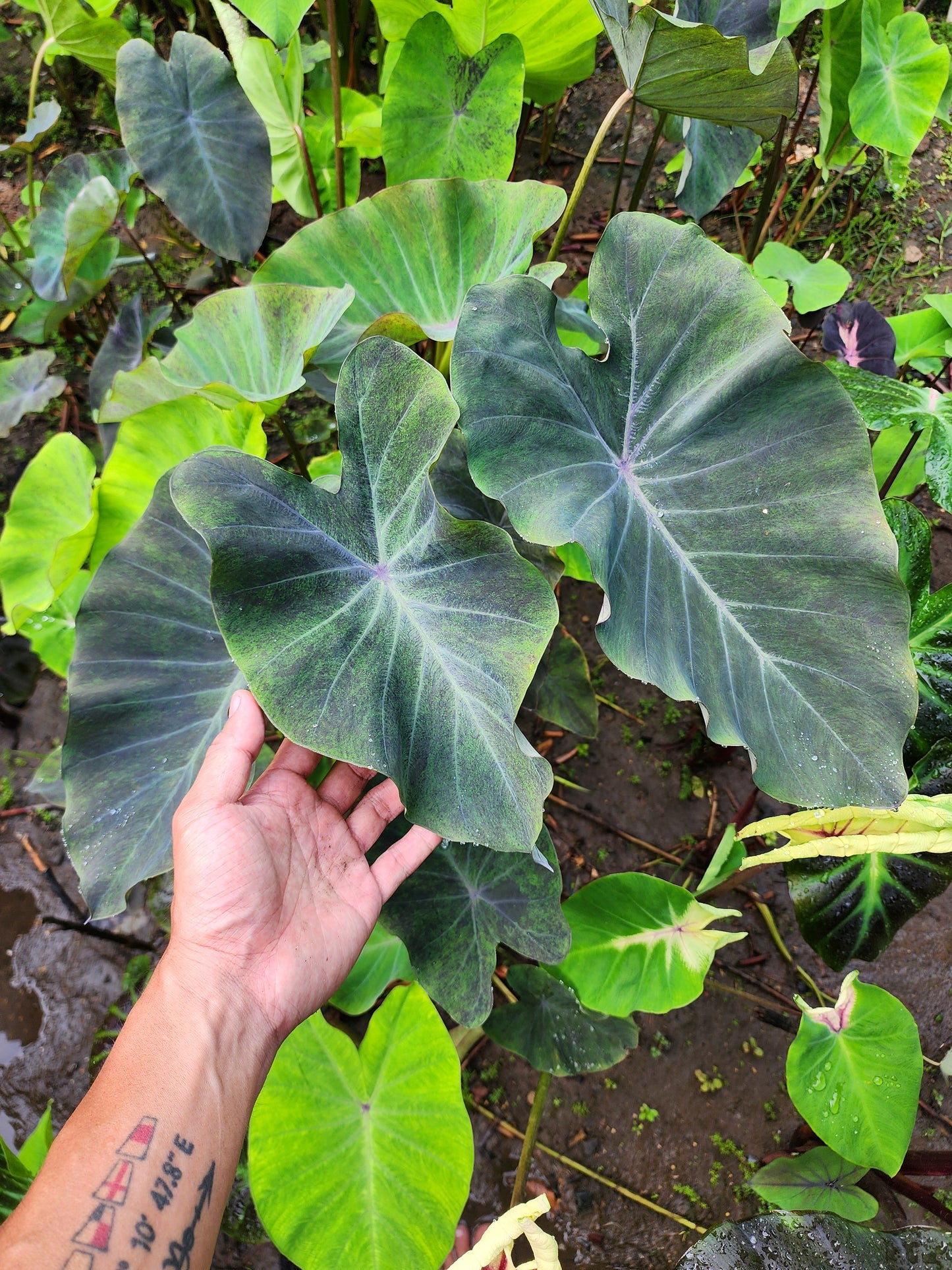 COLOCASIA AURORA