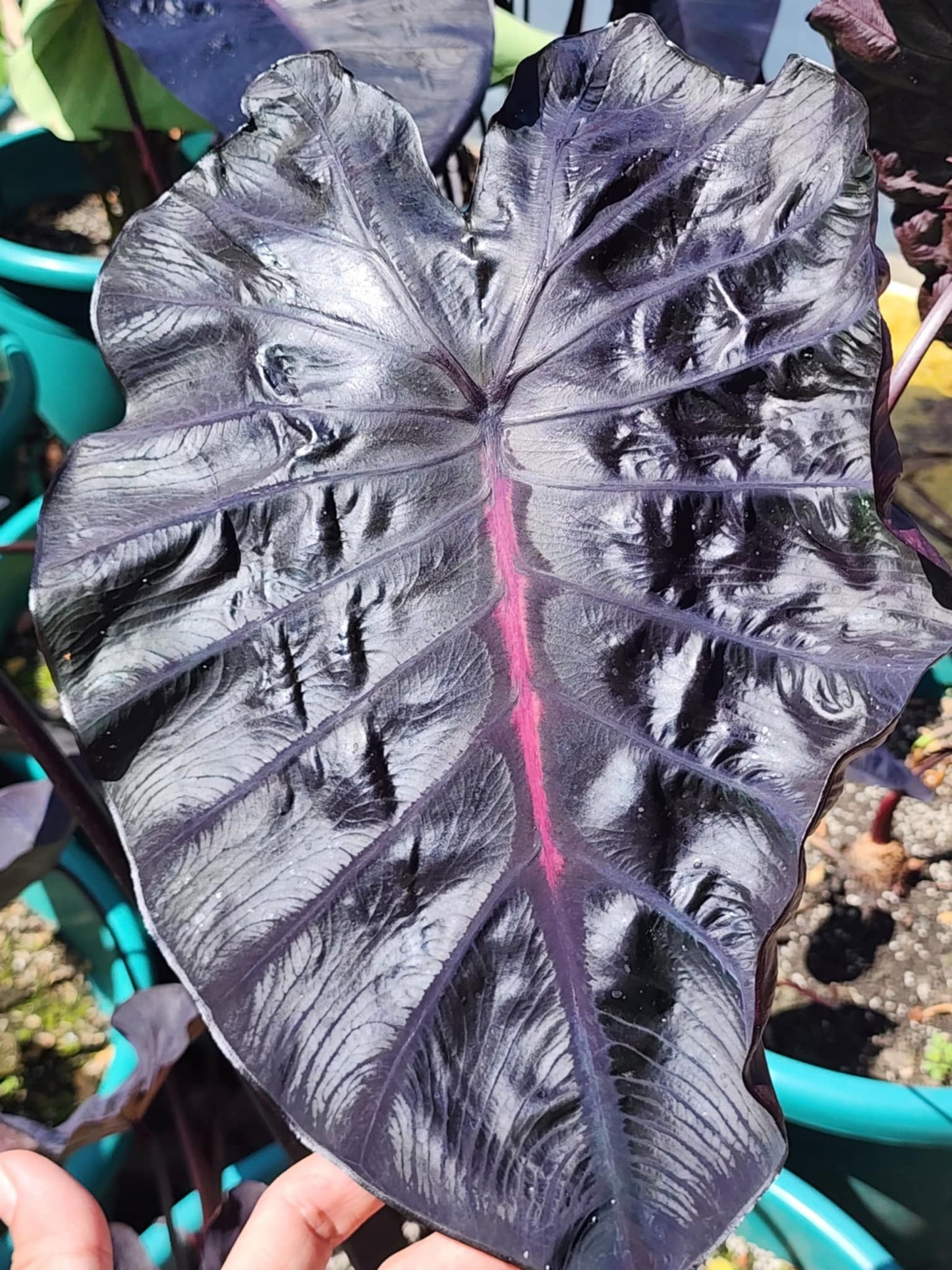 COLOCASIA BURGUNDY