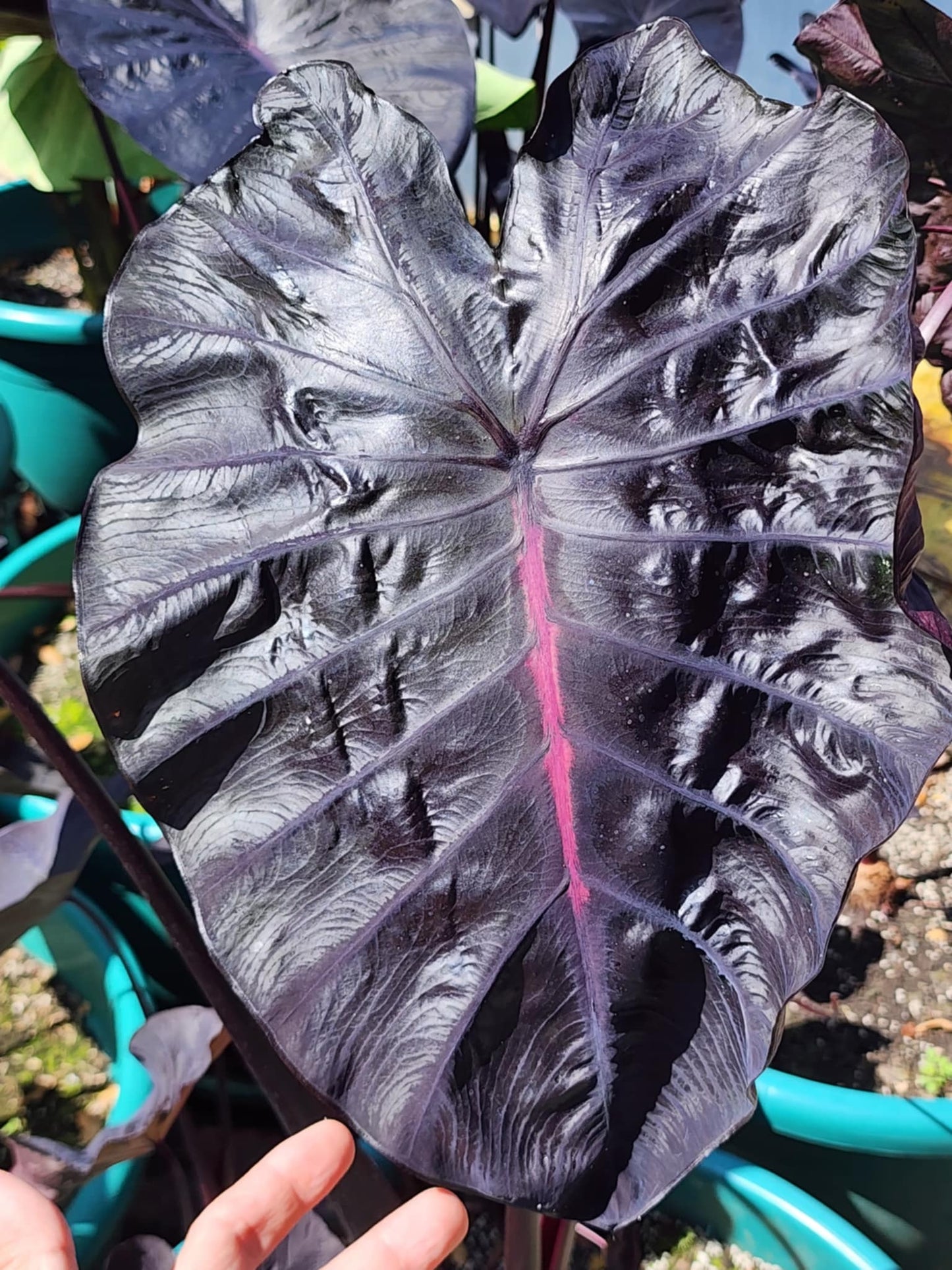 COLOCASIA BURGUNDY