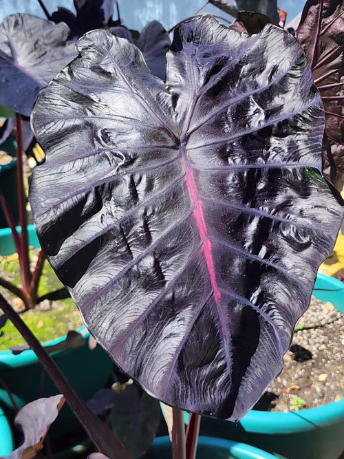 COLOCASIA BURGUNDY