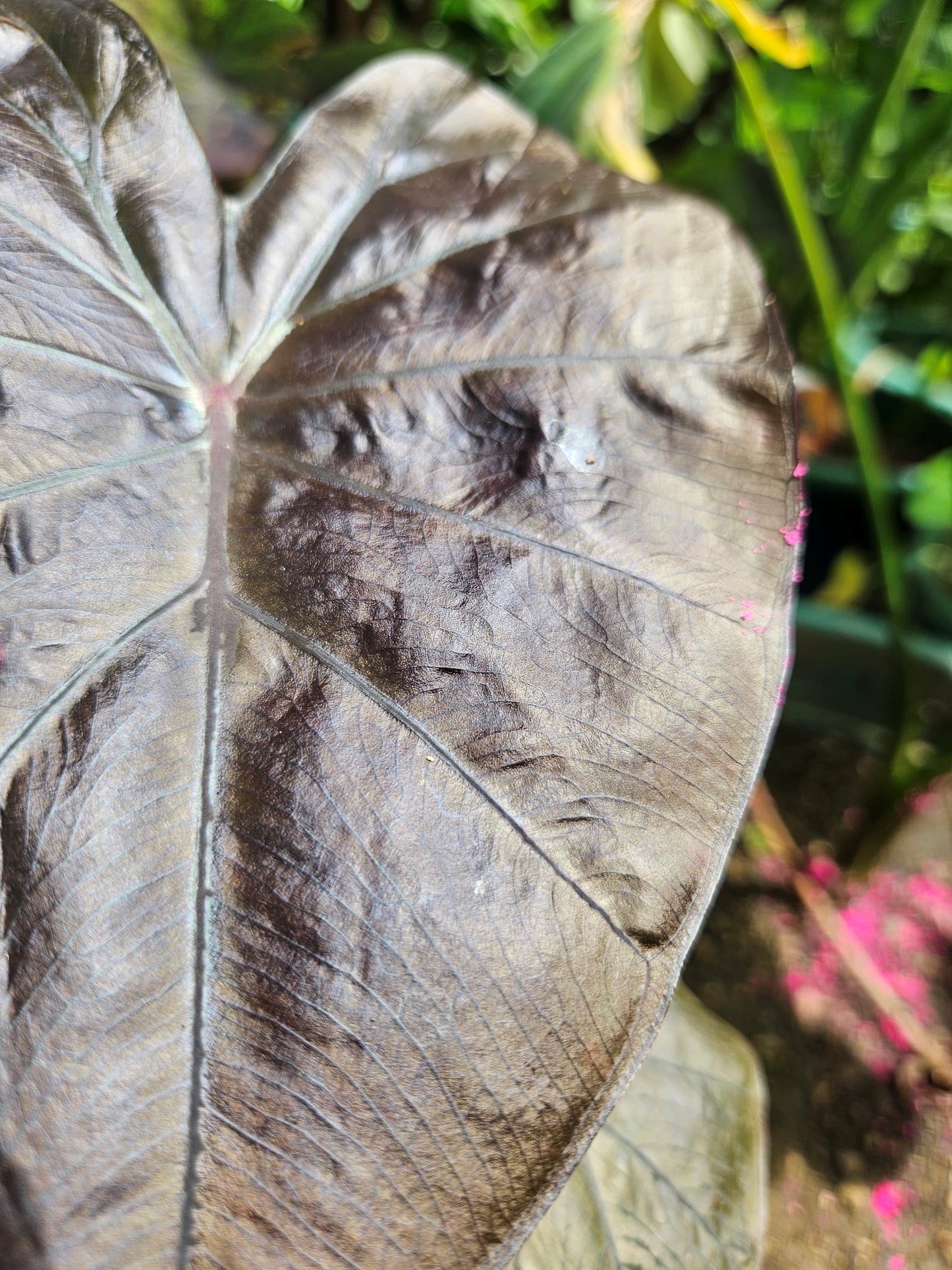 COLOCASIA TREASURE