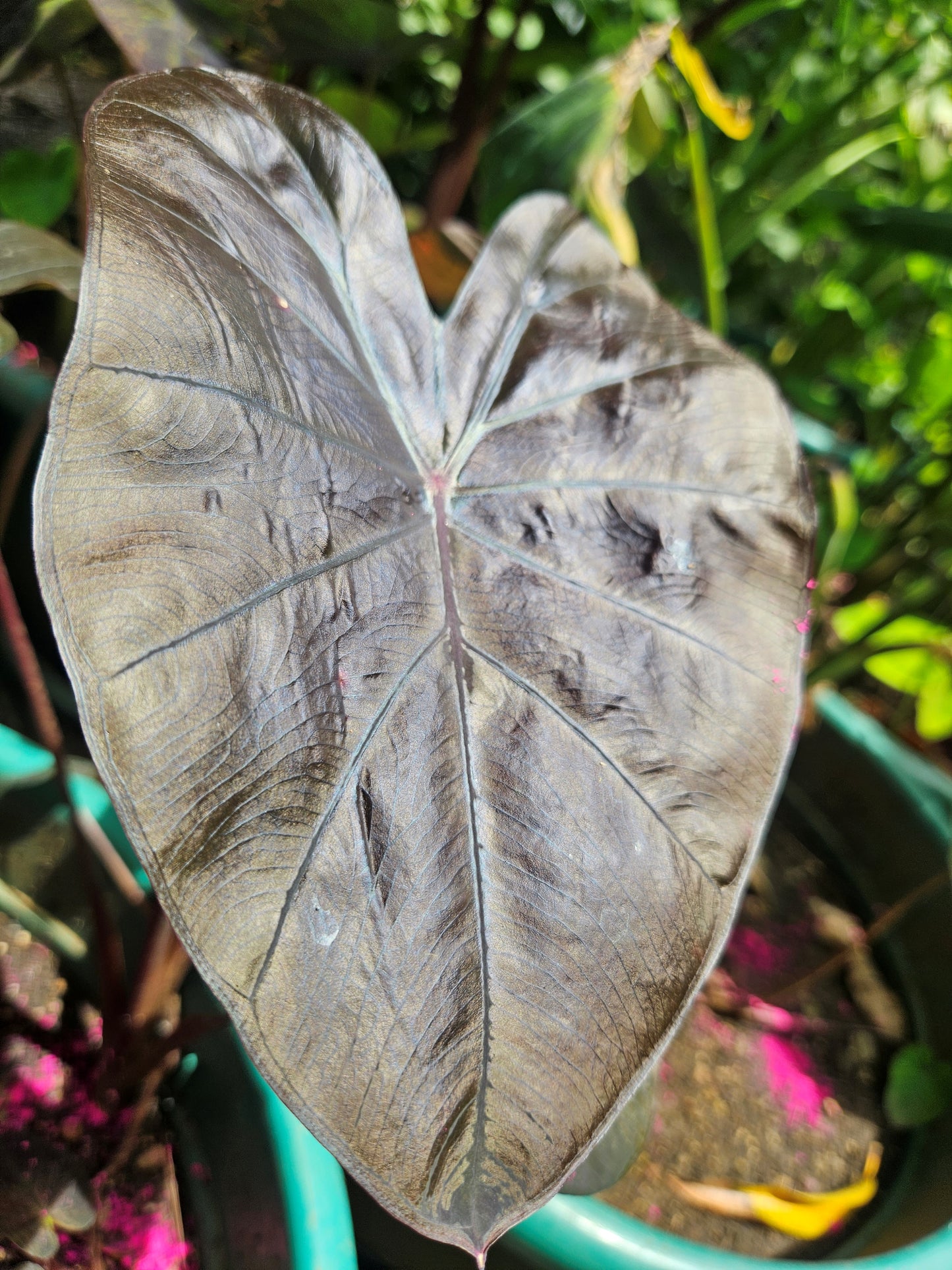 COLOCASIA TREASURE