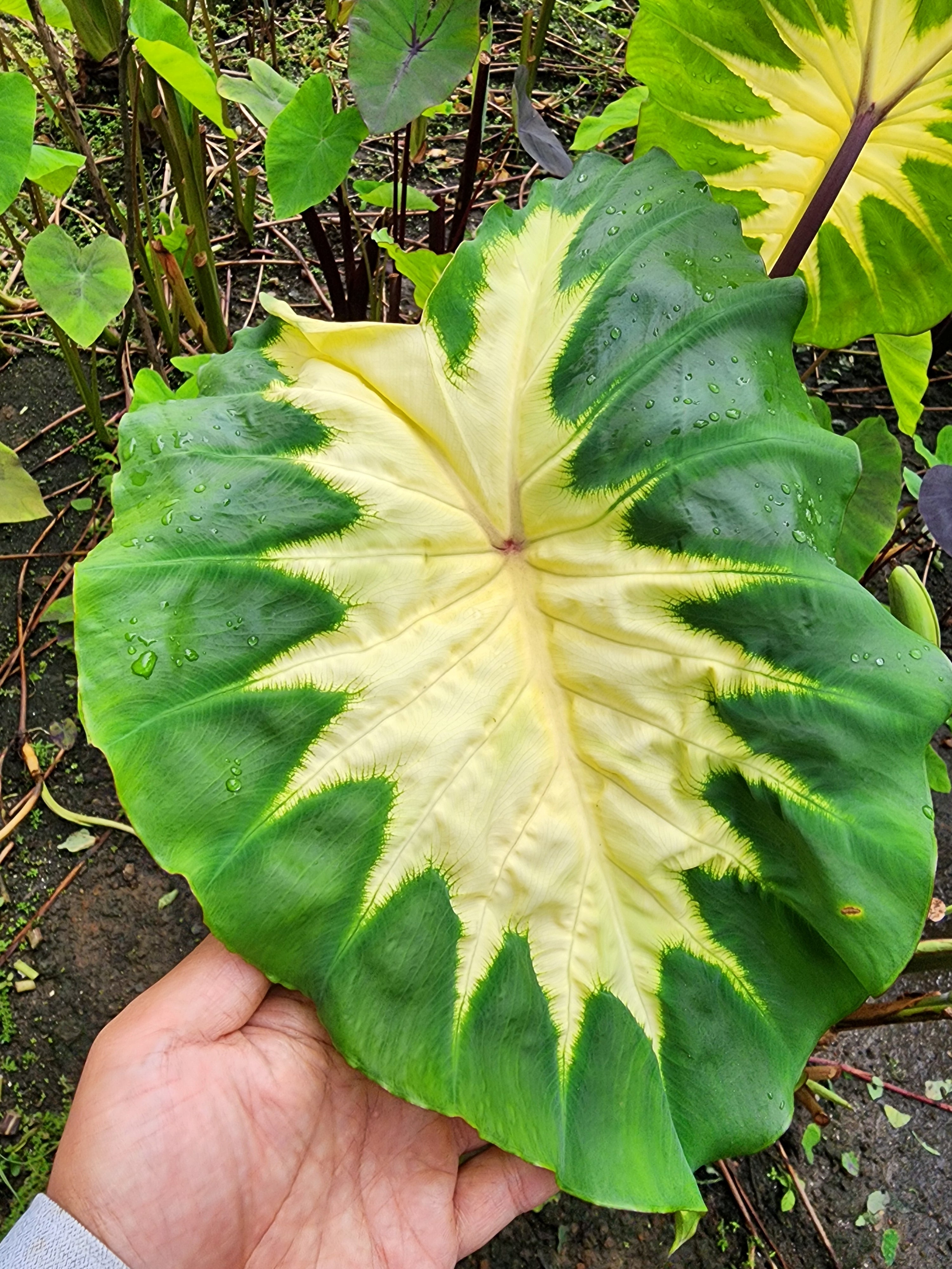 COLOCASIA  ELEKTRA
