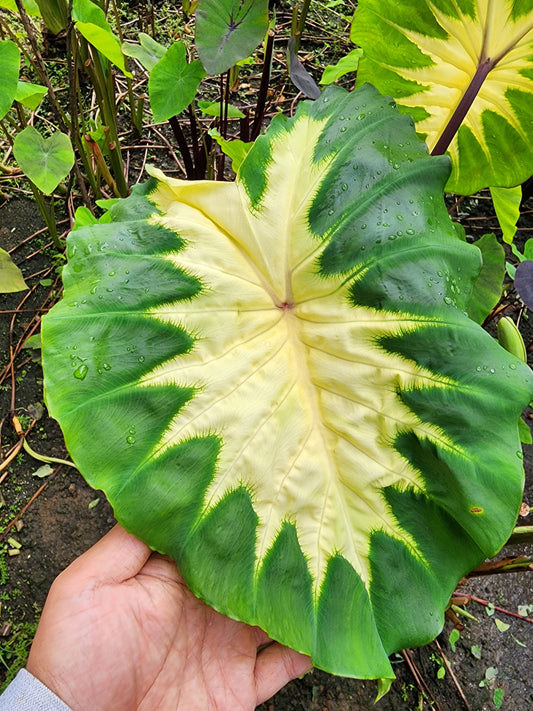 COLOCASIA  ELEKTRA