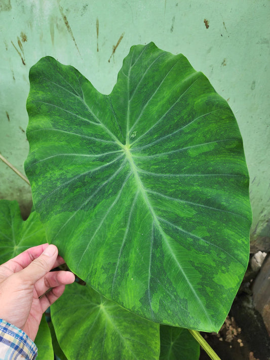 COLOCASIA EVERGREEN