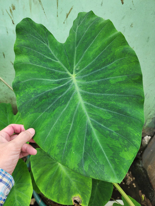 COLOCASIA EVERGREEN