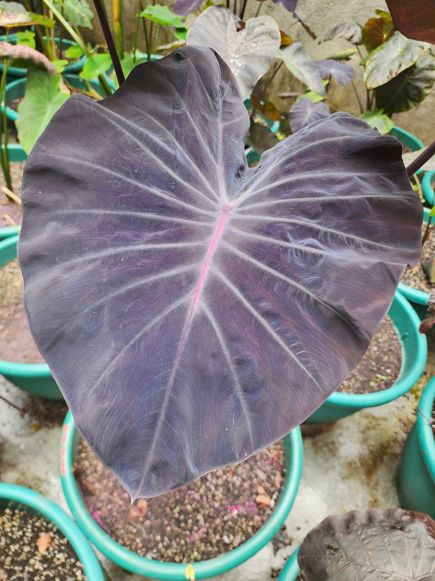 COLOCASIA EXCALIBUR