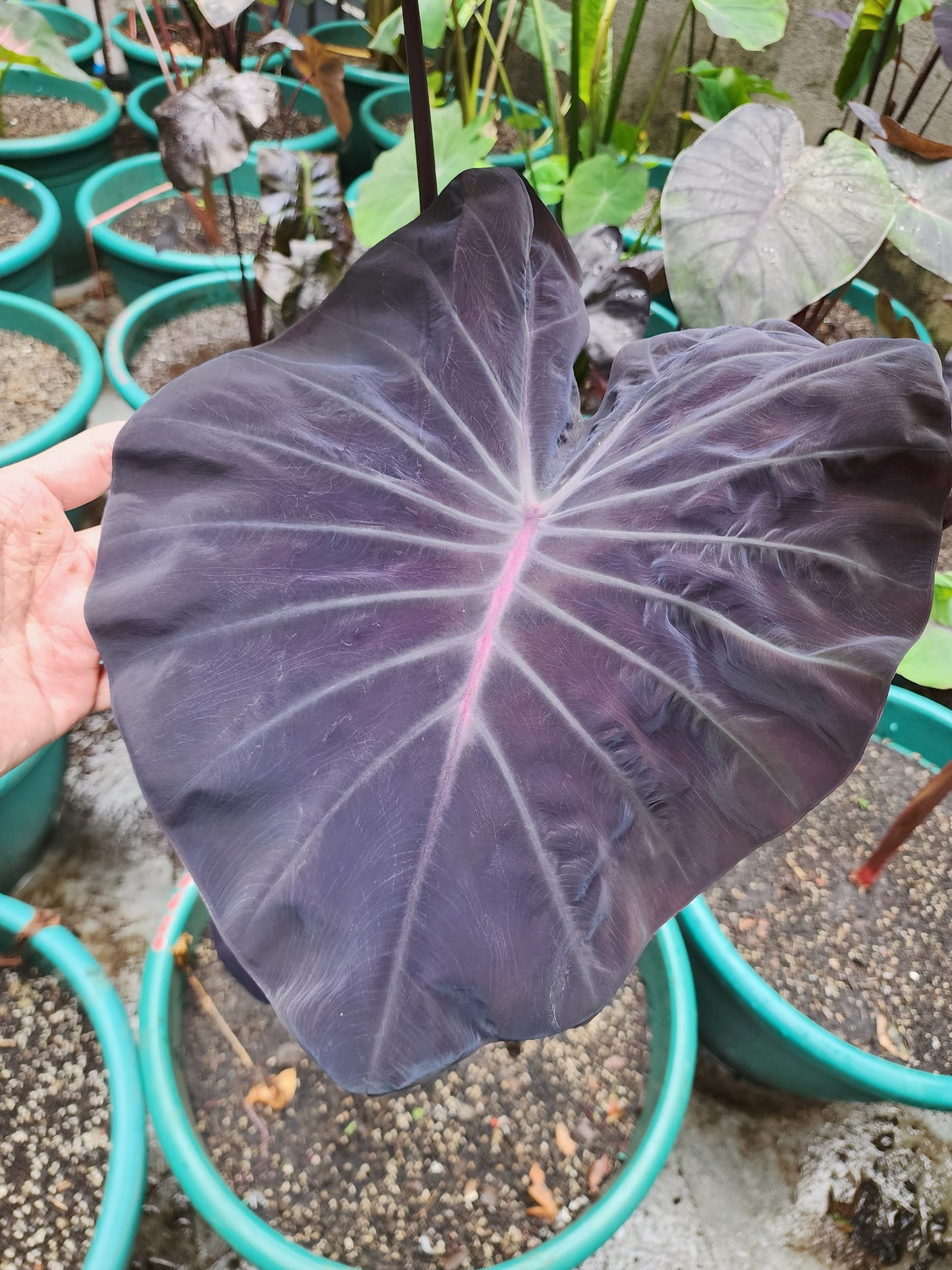 COLOCASIA EXCALIBUR