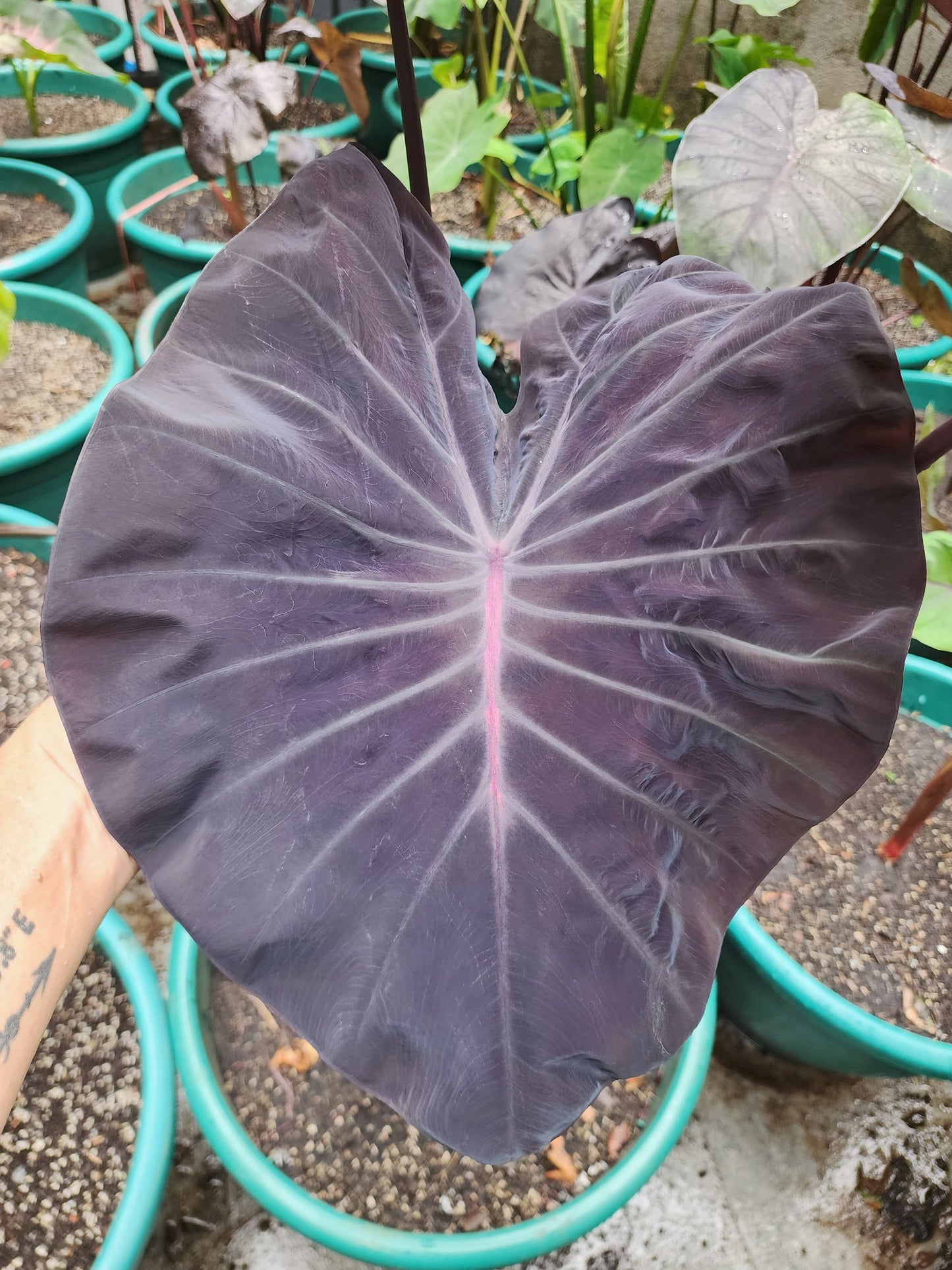 COLOCASIA EXCALIBUR