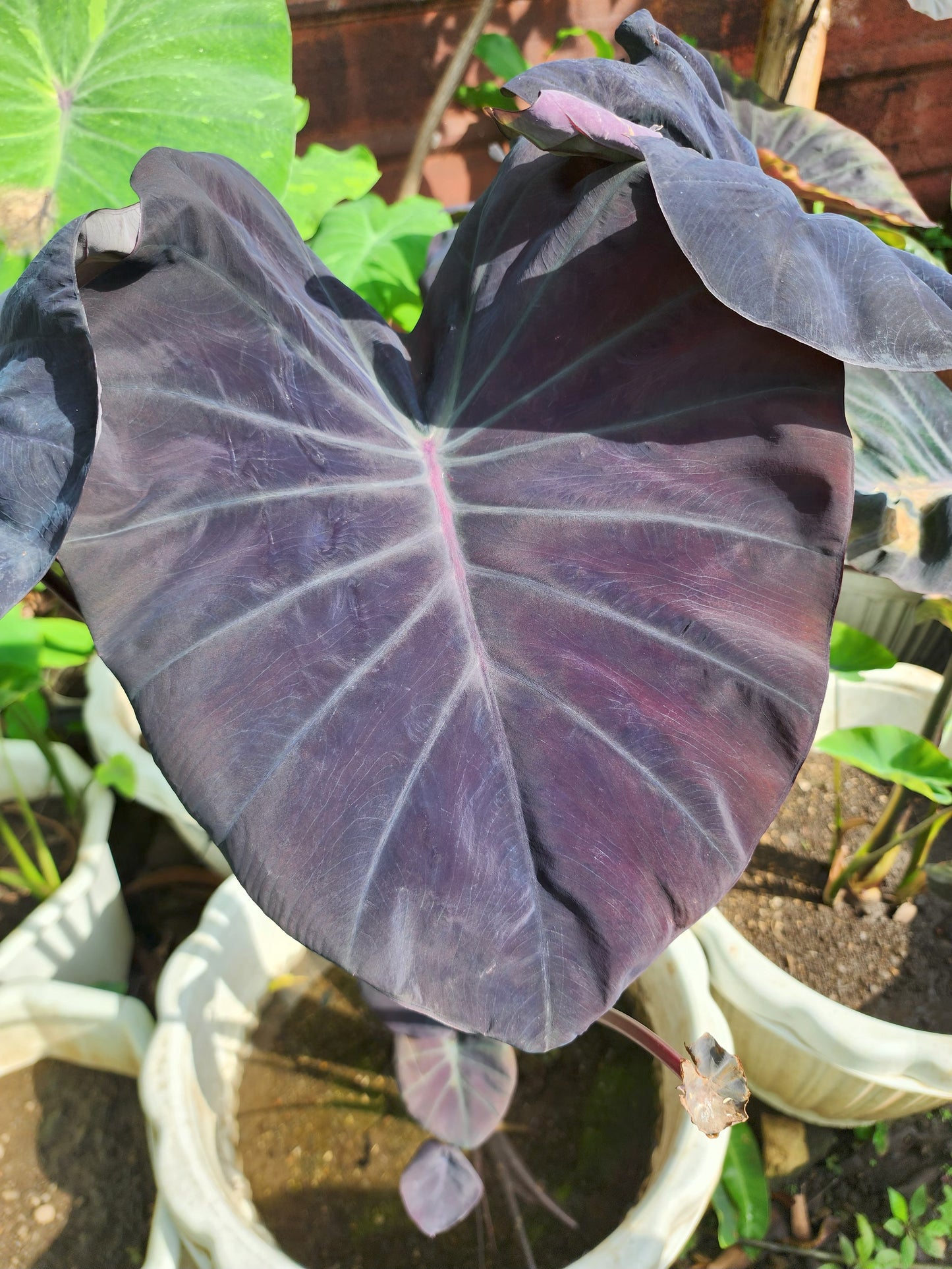 COLOCASIA EXCALIBUR