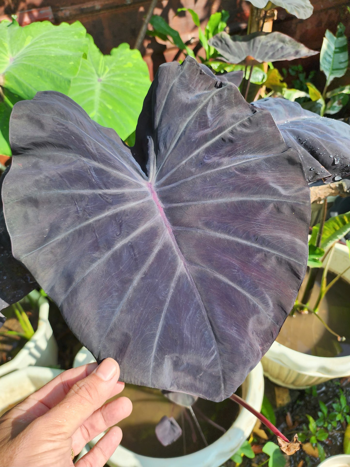 COLOCASIA EXCALIBUR
