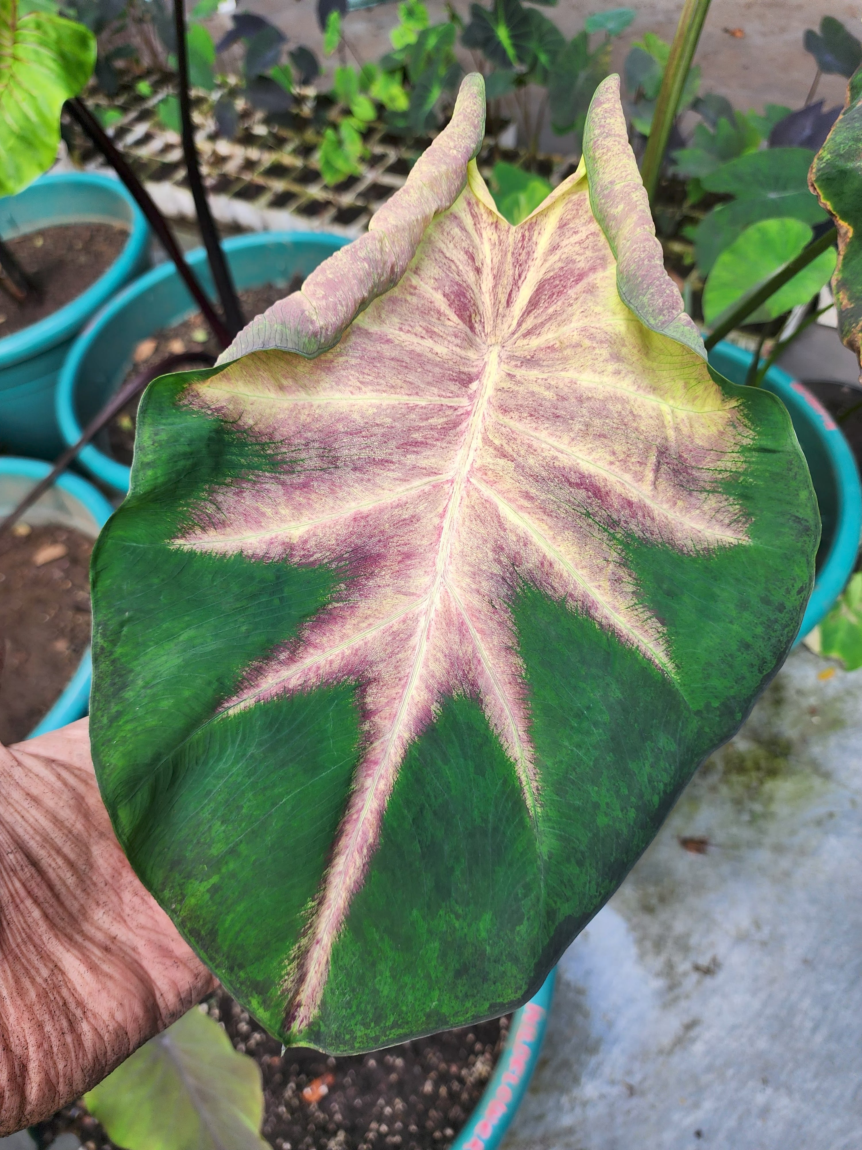 COLOCASIA FIERY PHOENIX