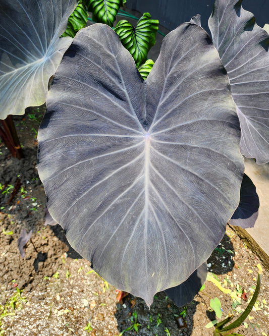 COLOCASIA SILVER DIME