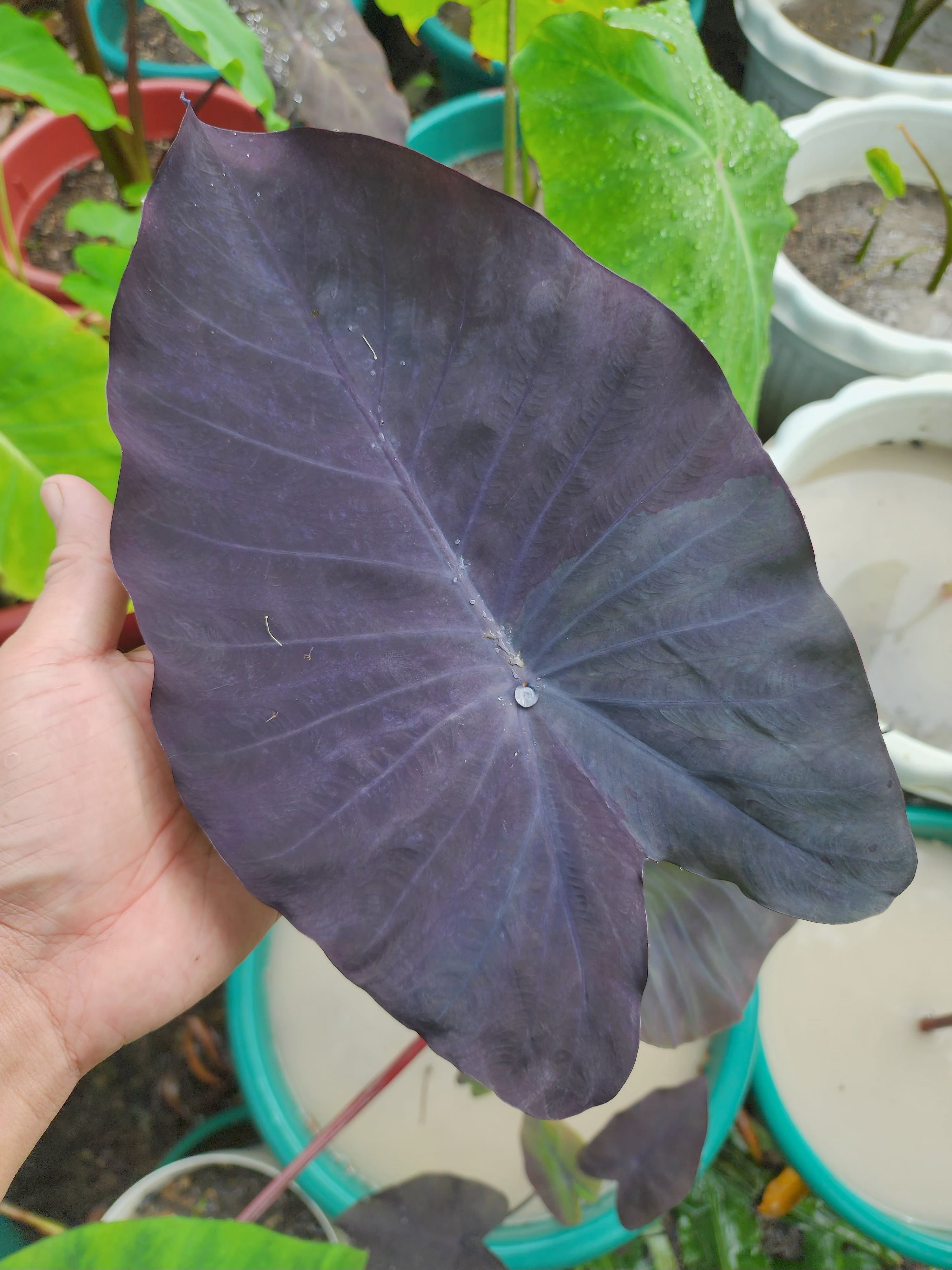 COLOCASIA JESTER