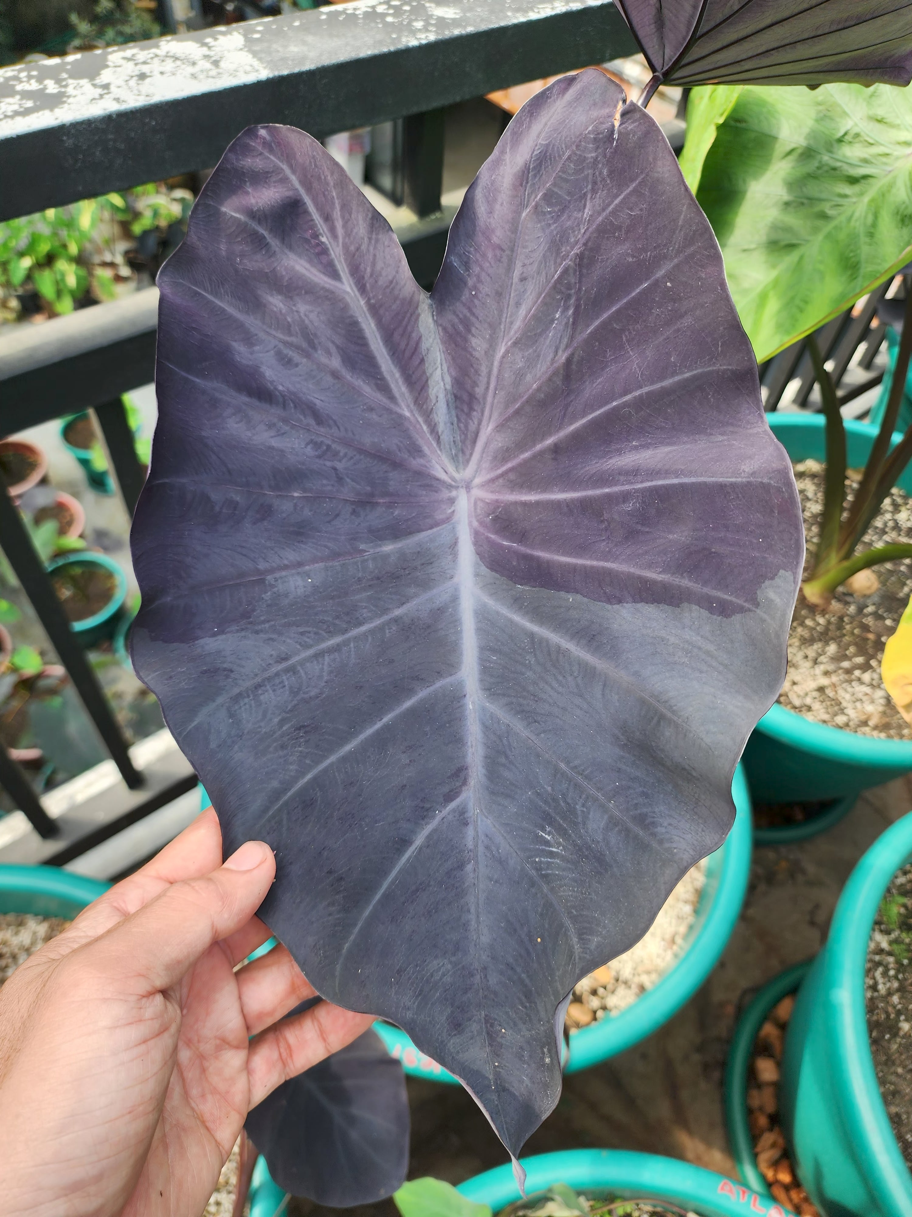 COLOCASIA JESTER