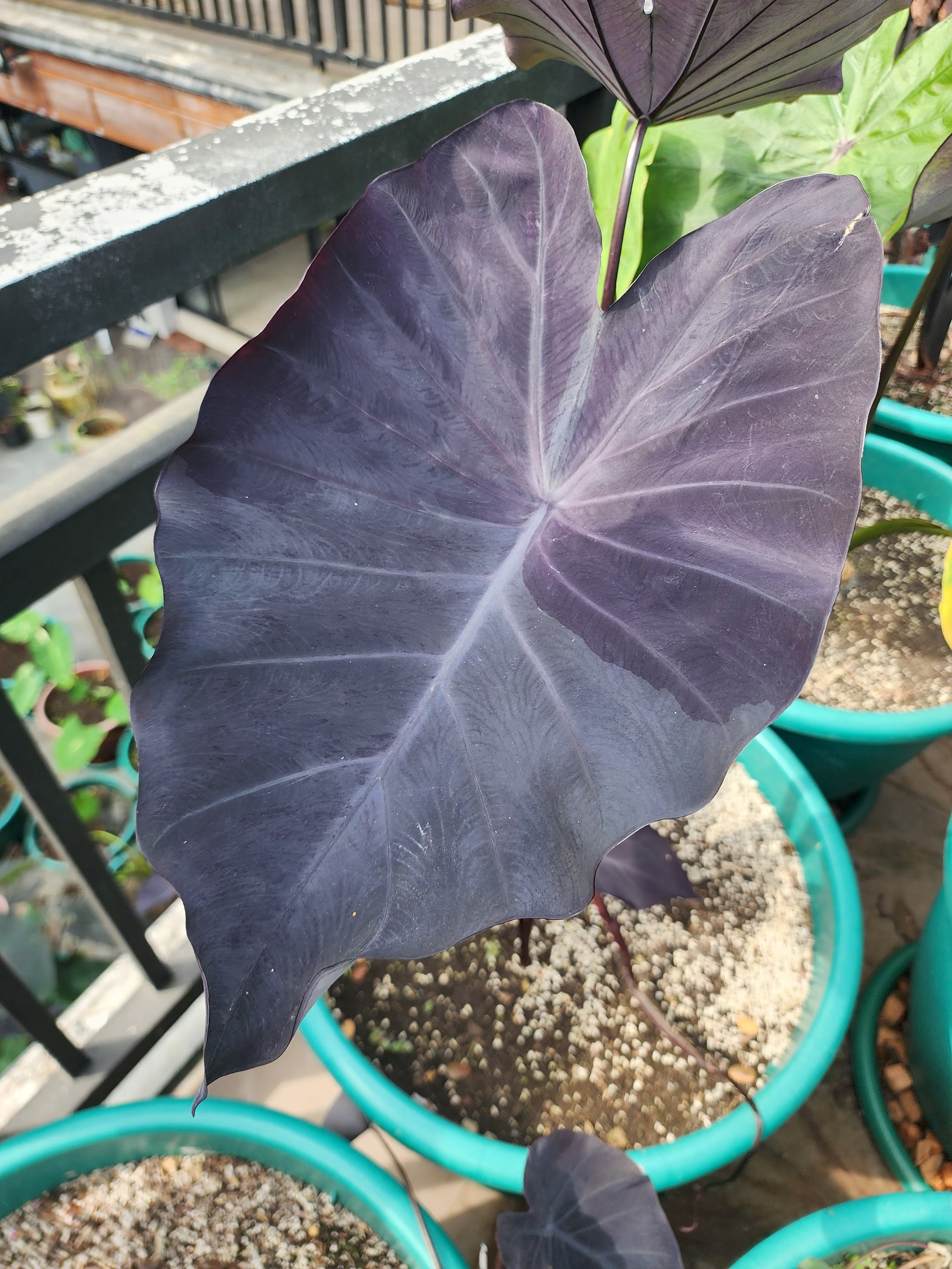 COLOCASIA JESTER