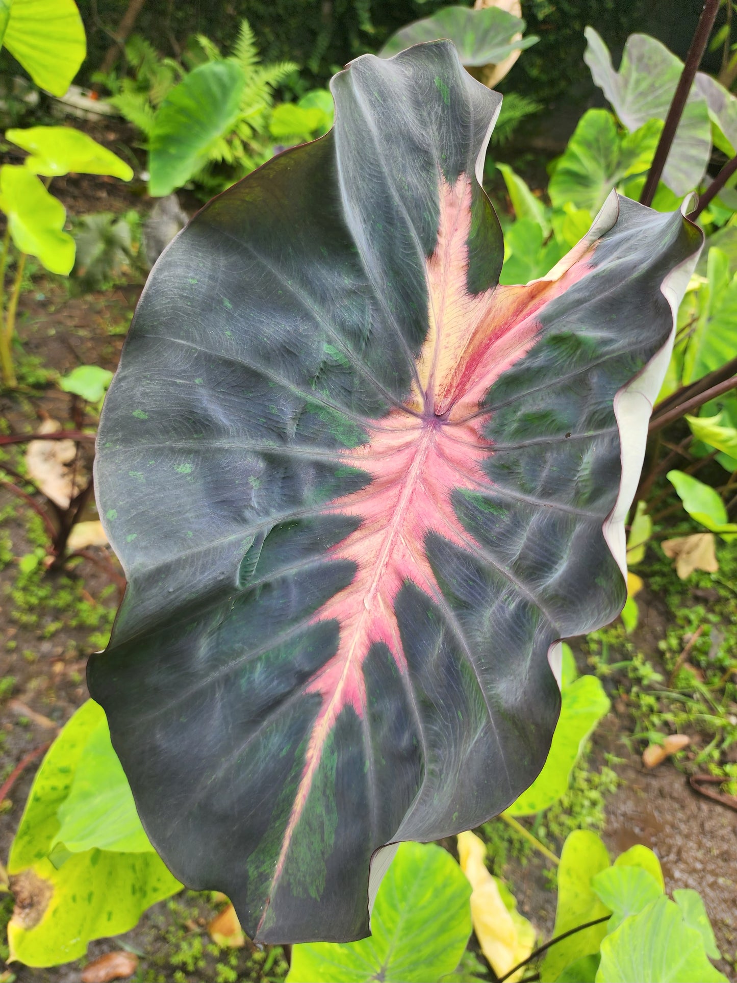 COLOCASIA MARIPOSA