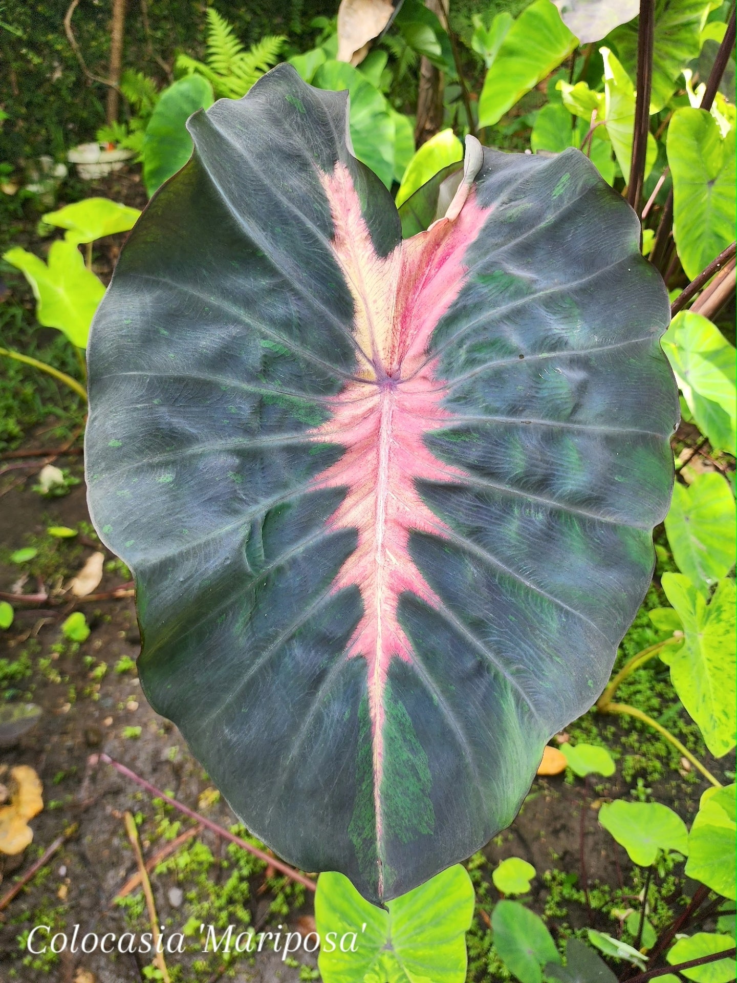 COLOCASIA MARIPOSA