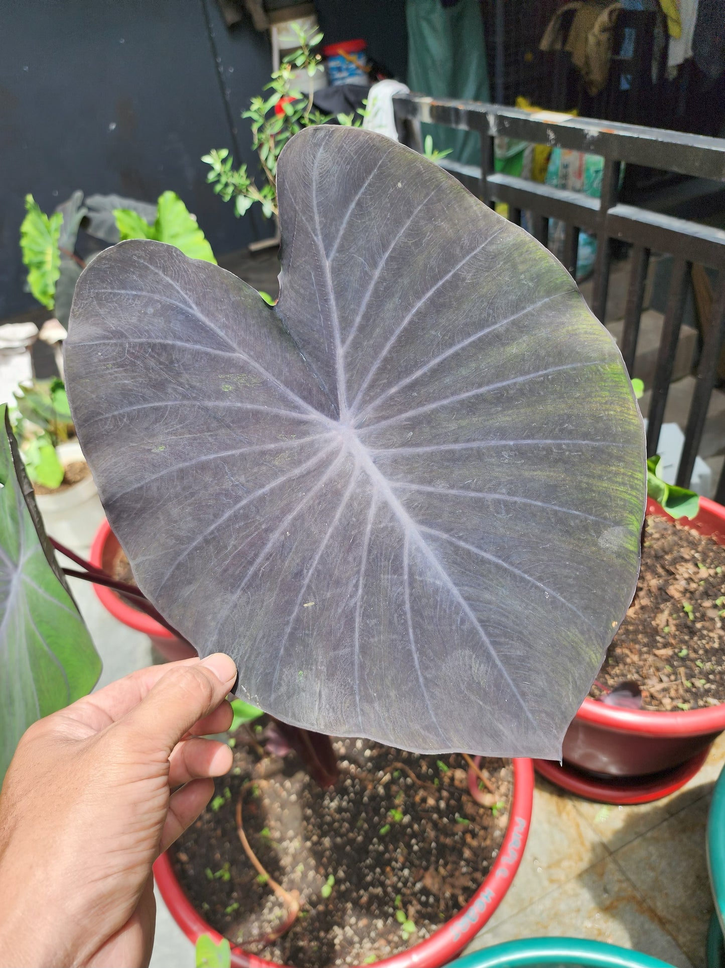 COLOCASIA PURPLE HEART
