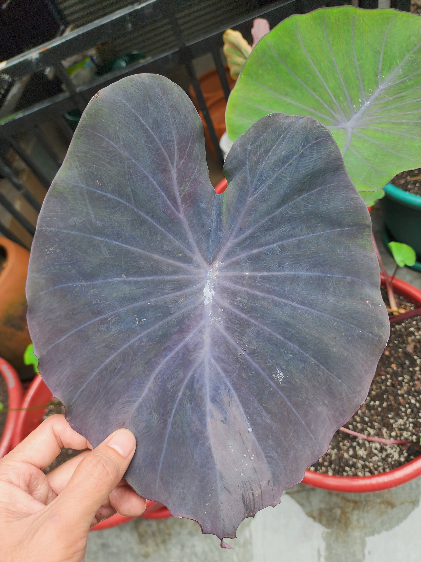 COLOCASIA PURPLE HEART