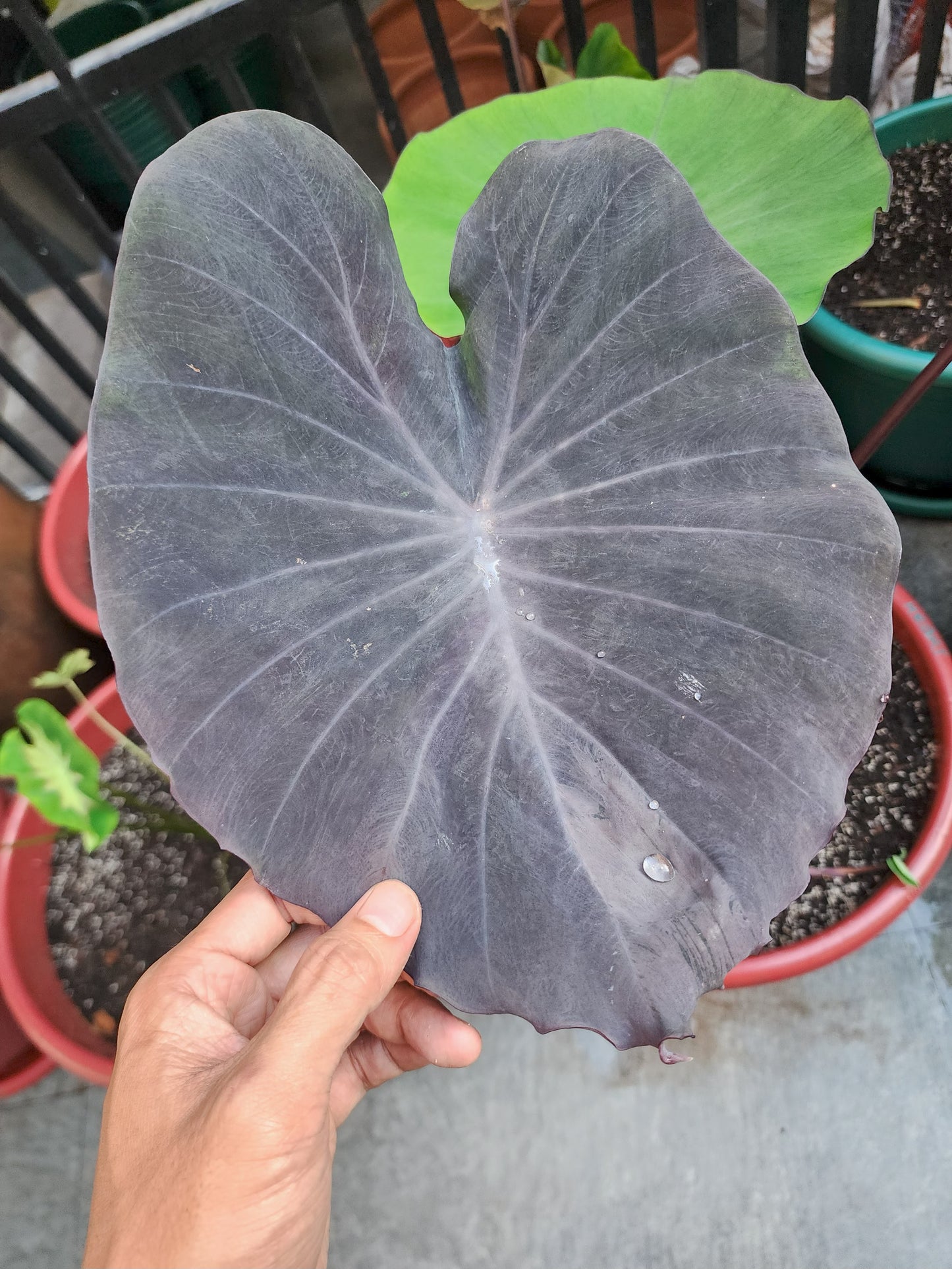 COLOCASIA PURPLE HEART