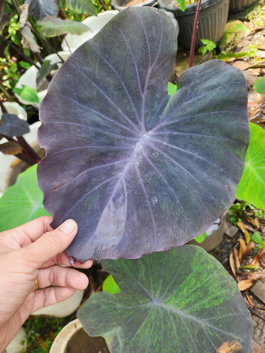 COLOCASIA PURPLE HEART