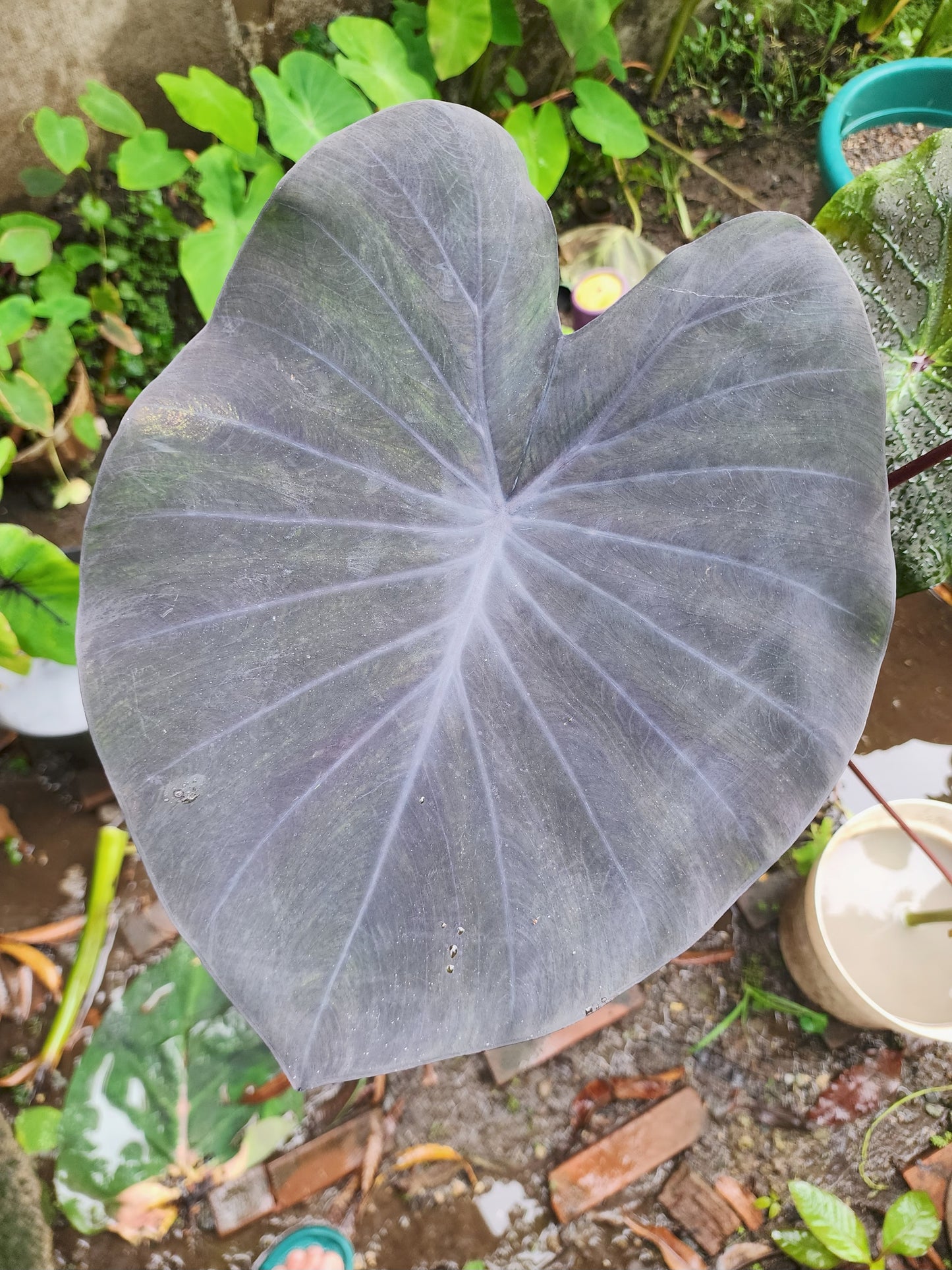 COLOCASIA PURPLE HEART