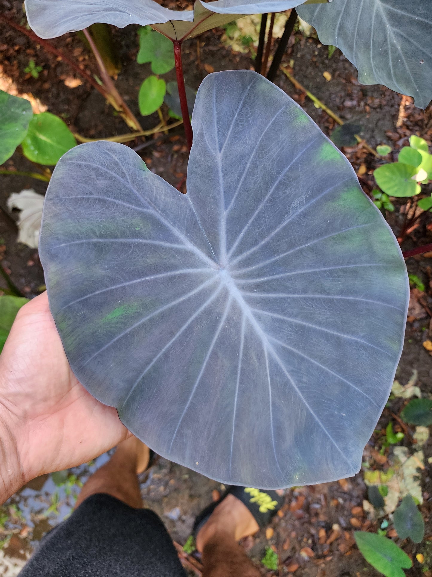 COLOCASIA PURPLE HEART