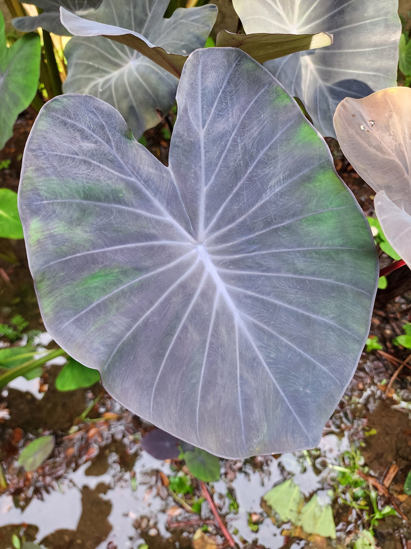 COLOCASIA PURPLE HEART