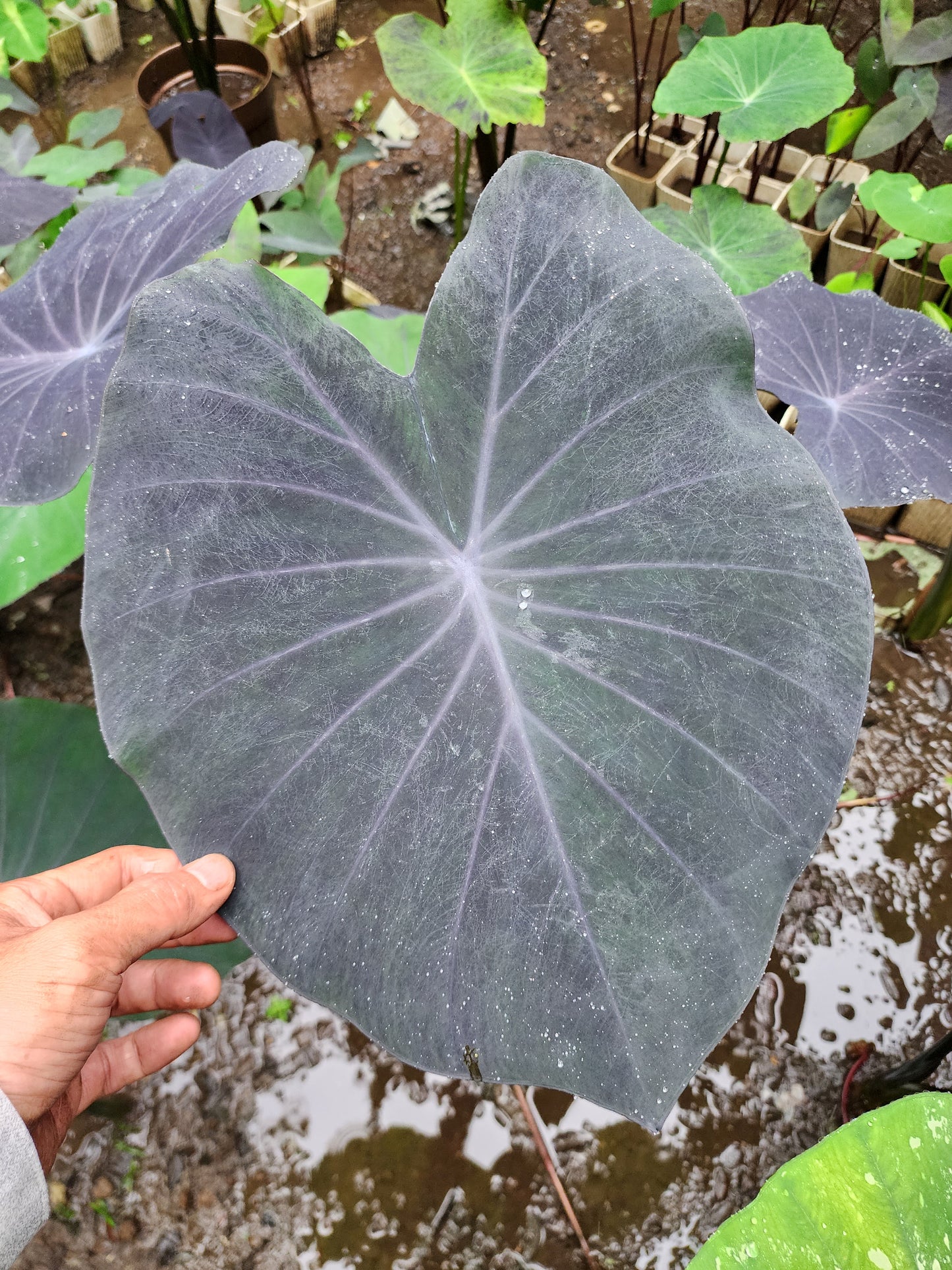 COLOCASIA PURPLE HEART