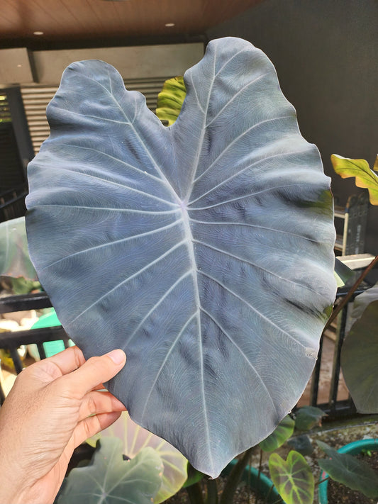 COLOCASIA POLARIS