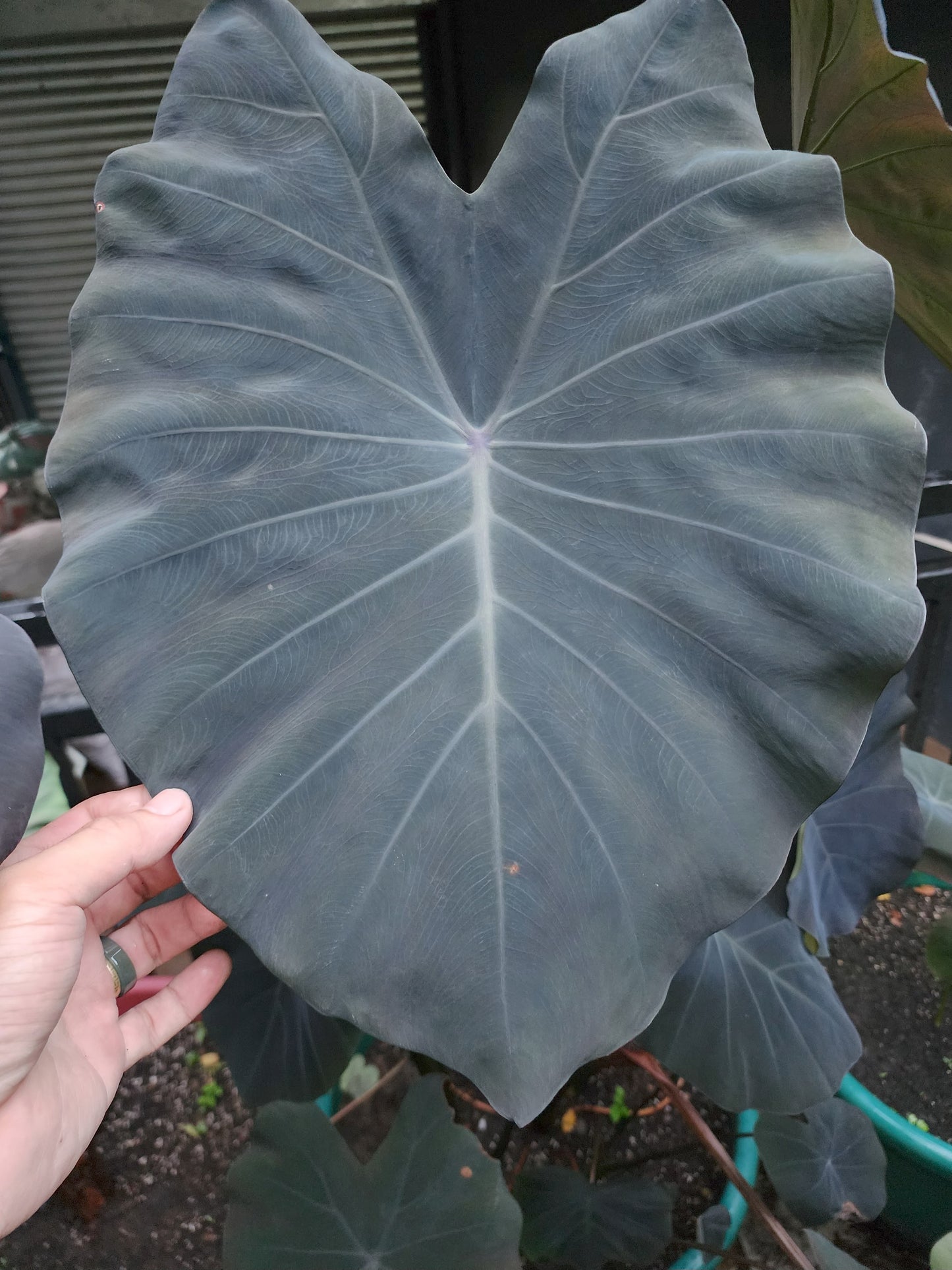 COLOCASIA POLARIS