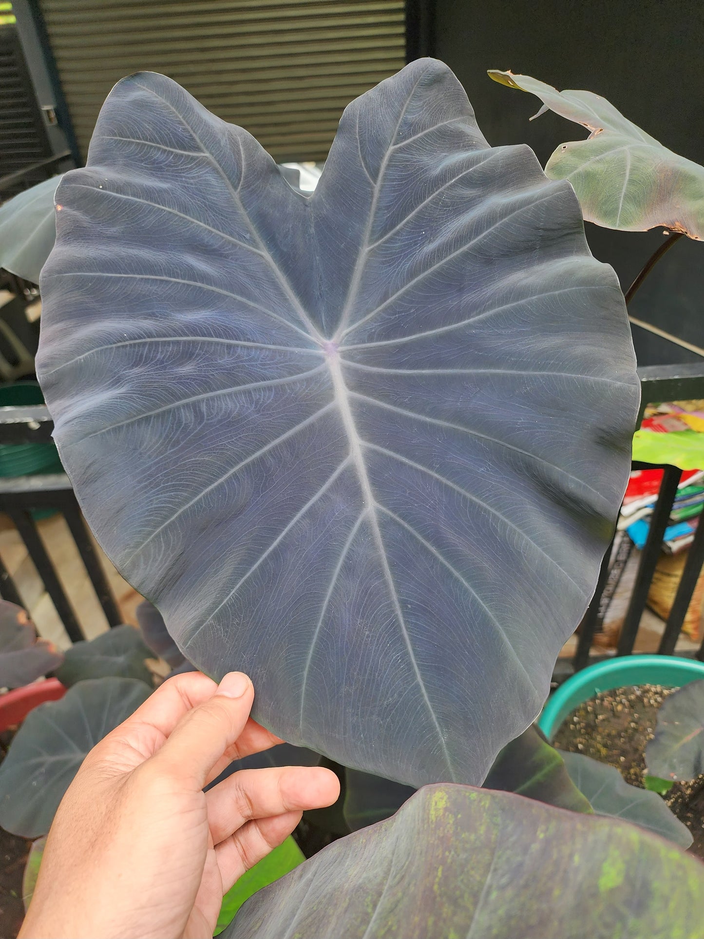 COLOCASIA POLARIS
