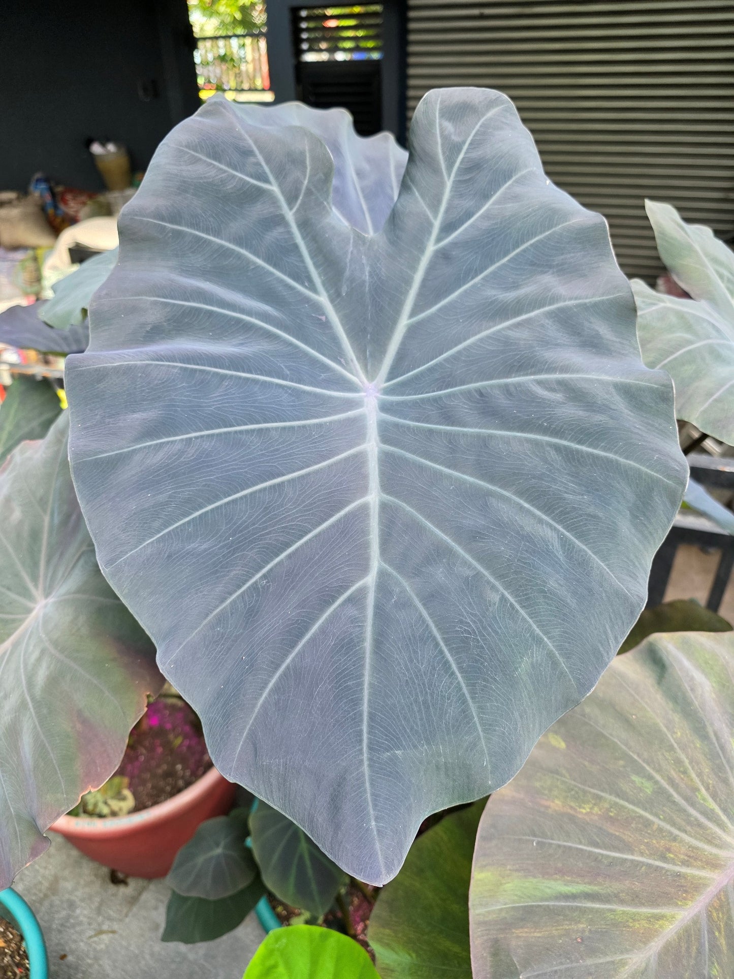 COLOCASIA POLARIS