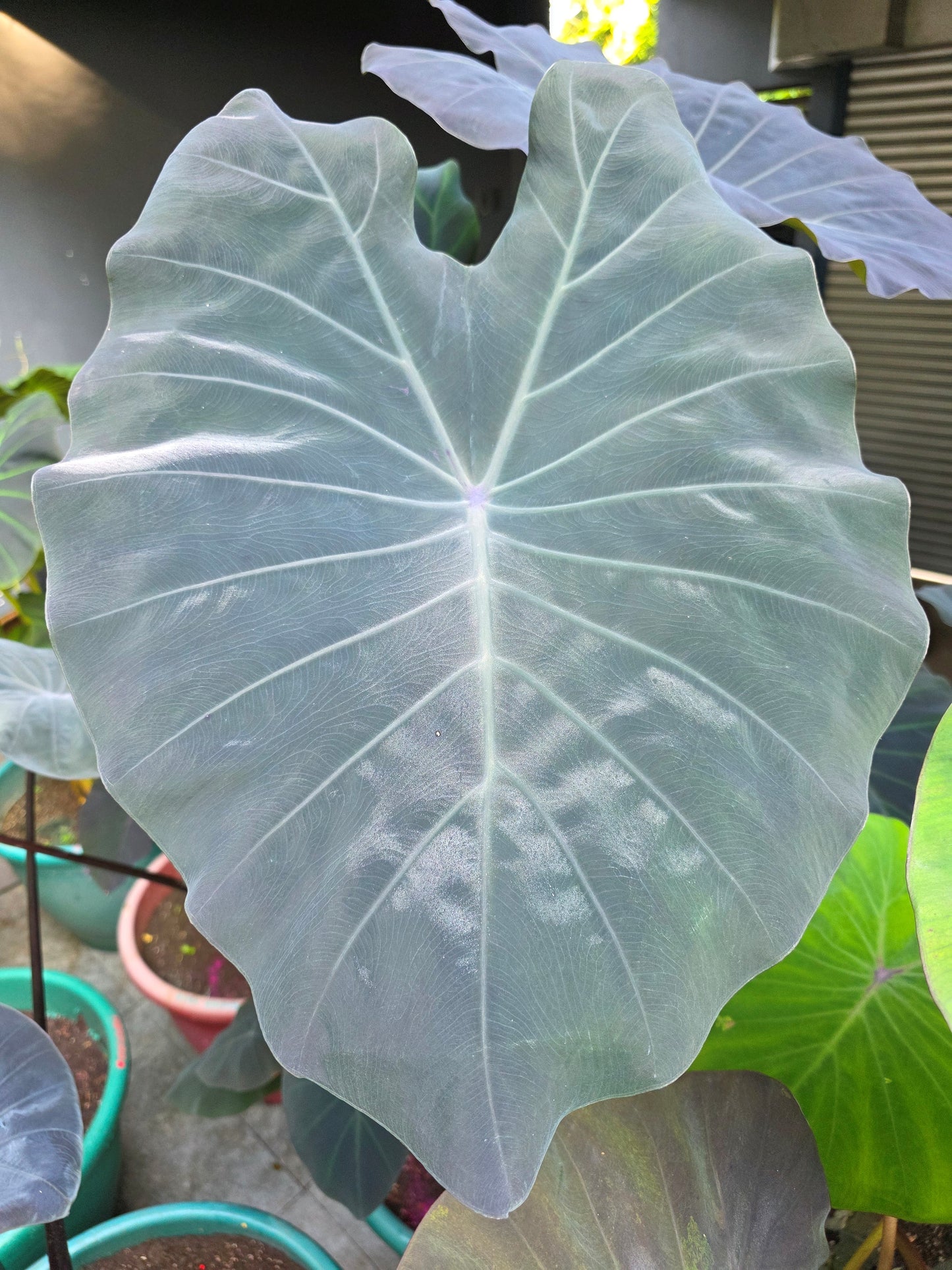COLOCASIA POLARIS