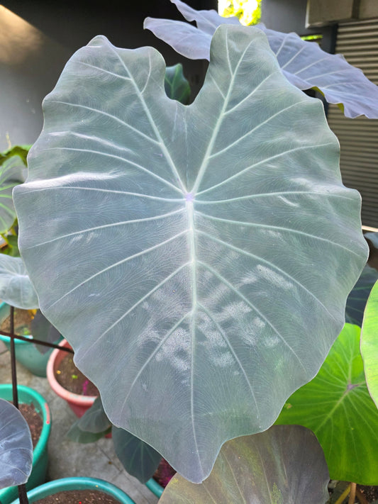 COLOCASIA POLARIS