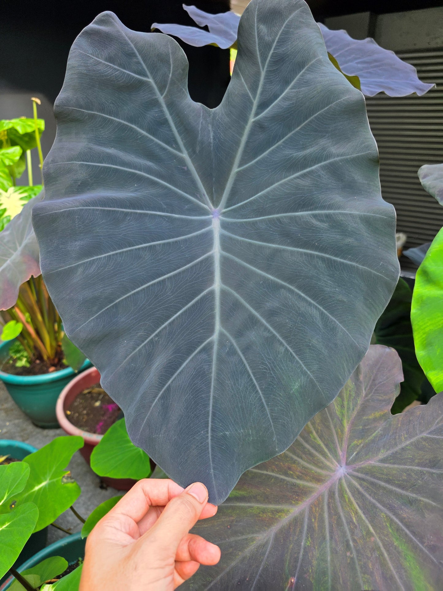 COLOCASIA POLARIS