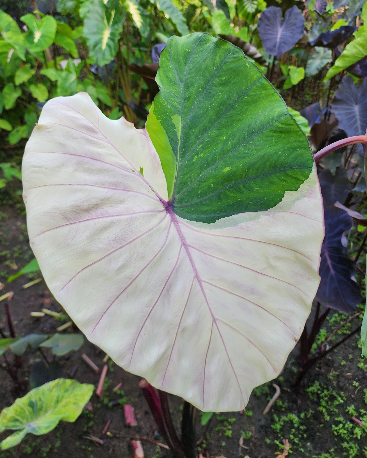 COLOCASIA PINK SAPPHIRE