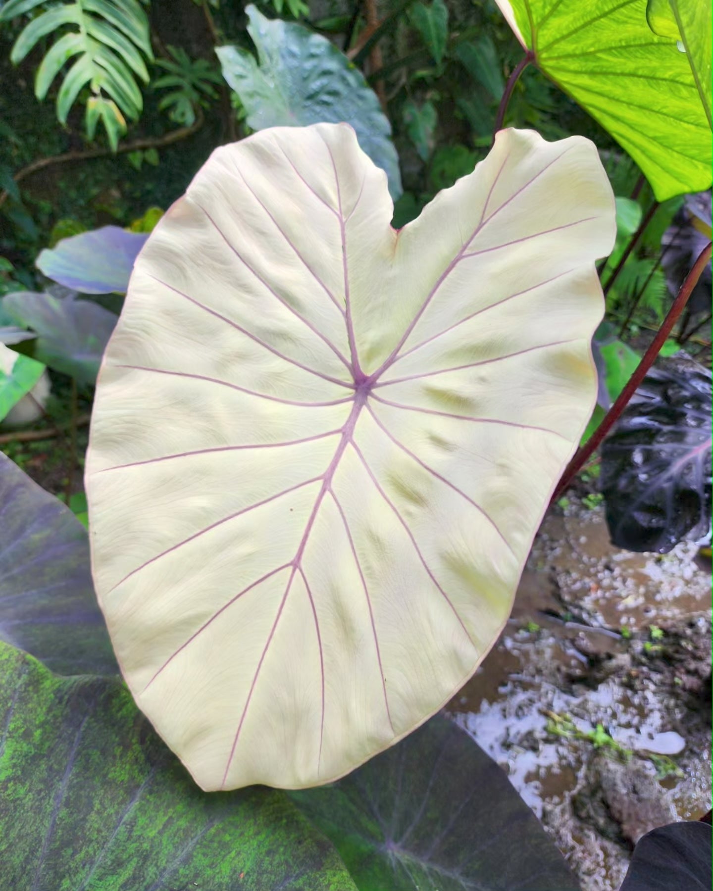 COLOCASIA PINK SAPPHIRE
