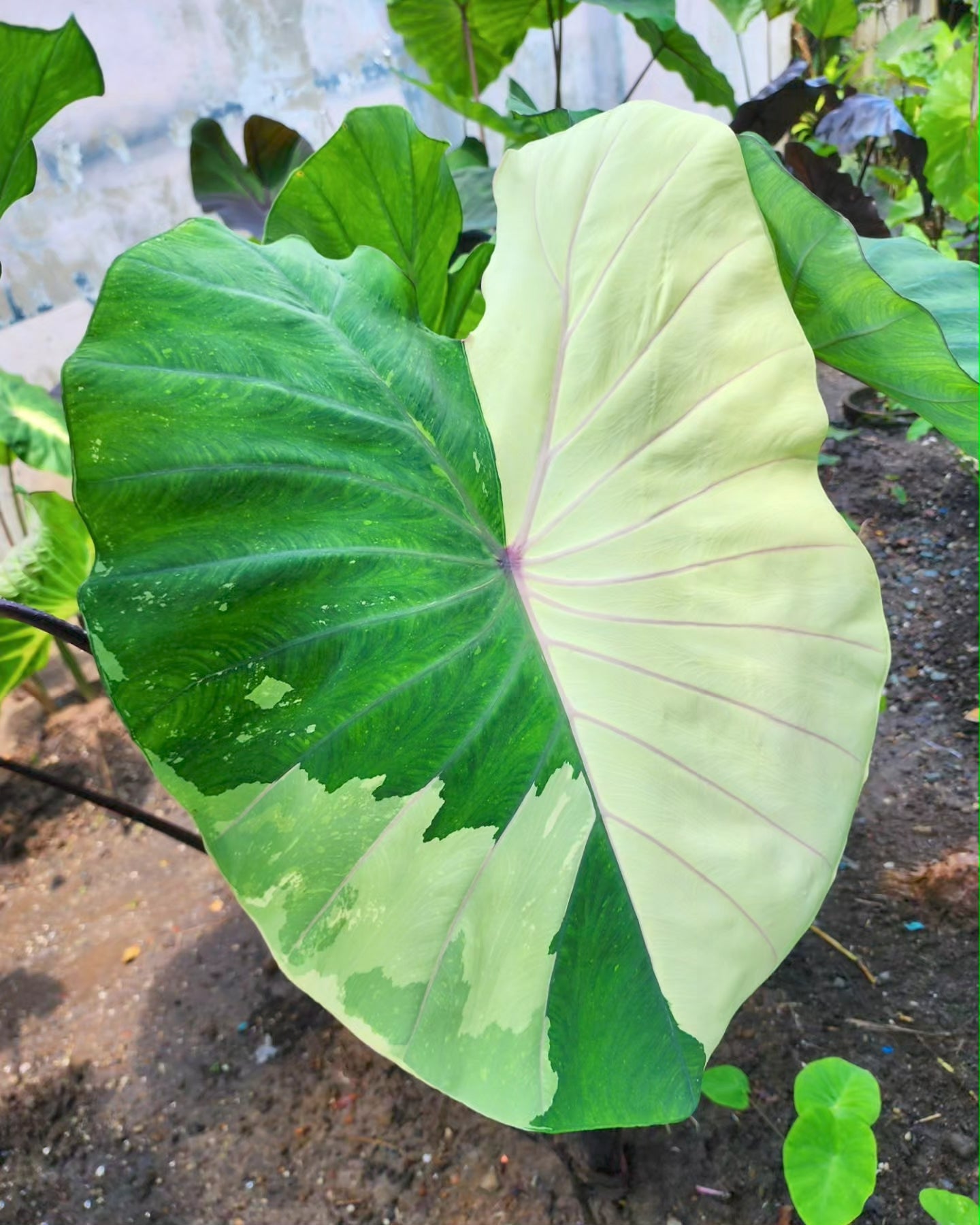 COLOCASIA PINK SAPPHIRE
