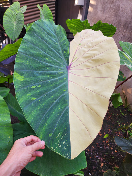 COLOCASIA PINK SAPPHIRE