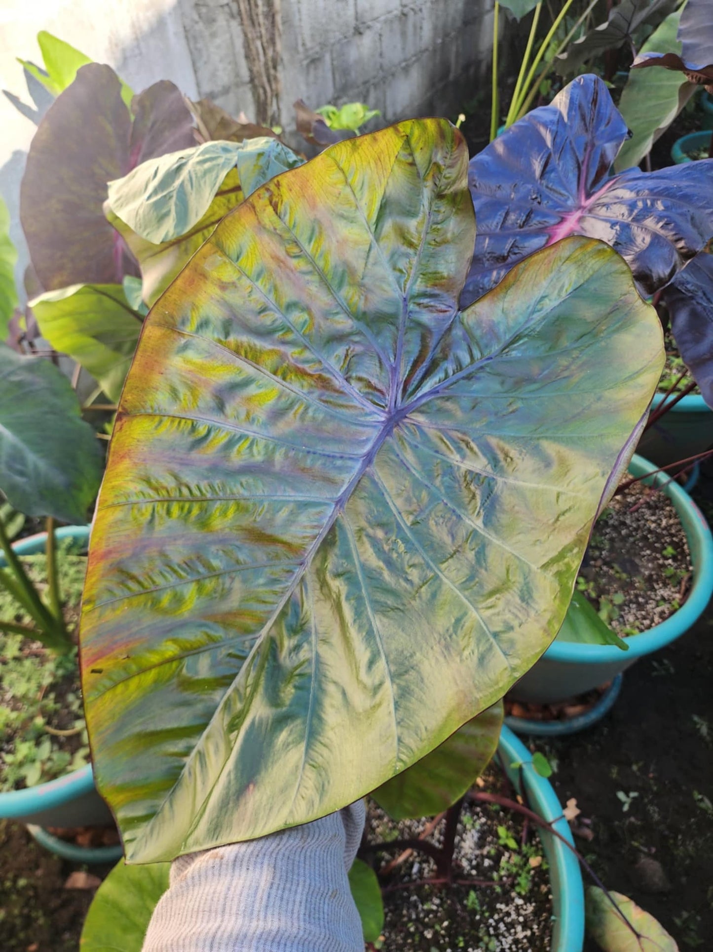 COLOCASIA VICTORY