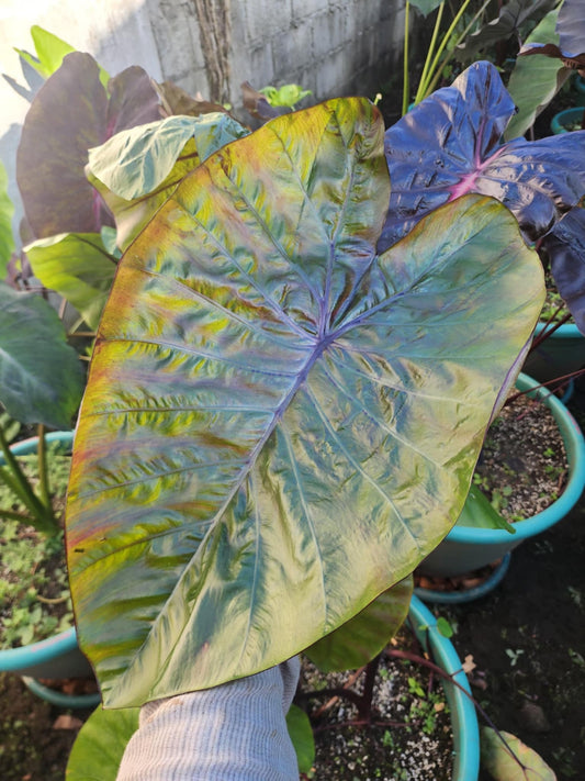 COLOCASIA VICTORY