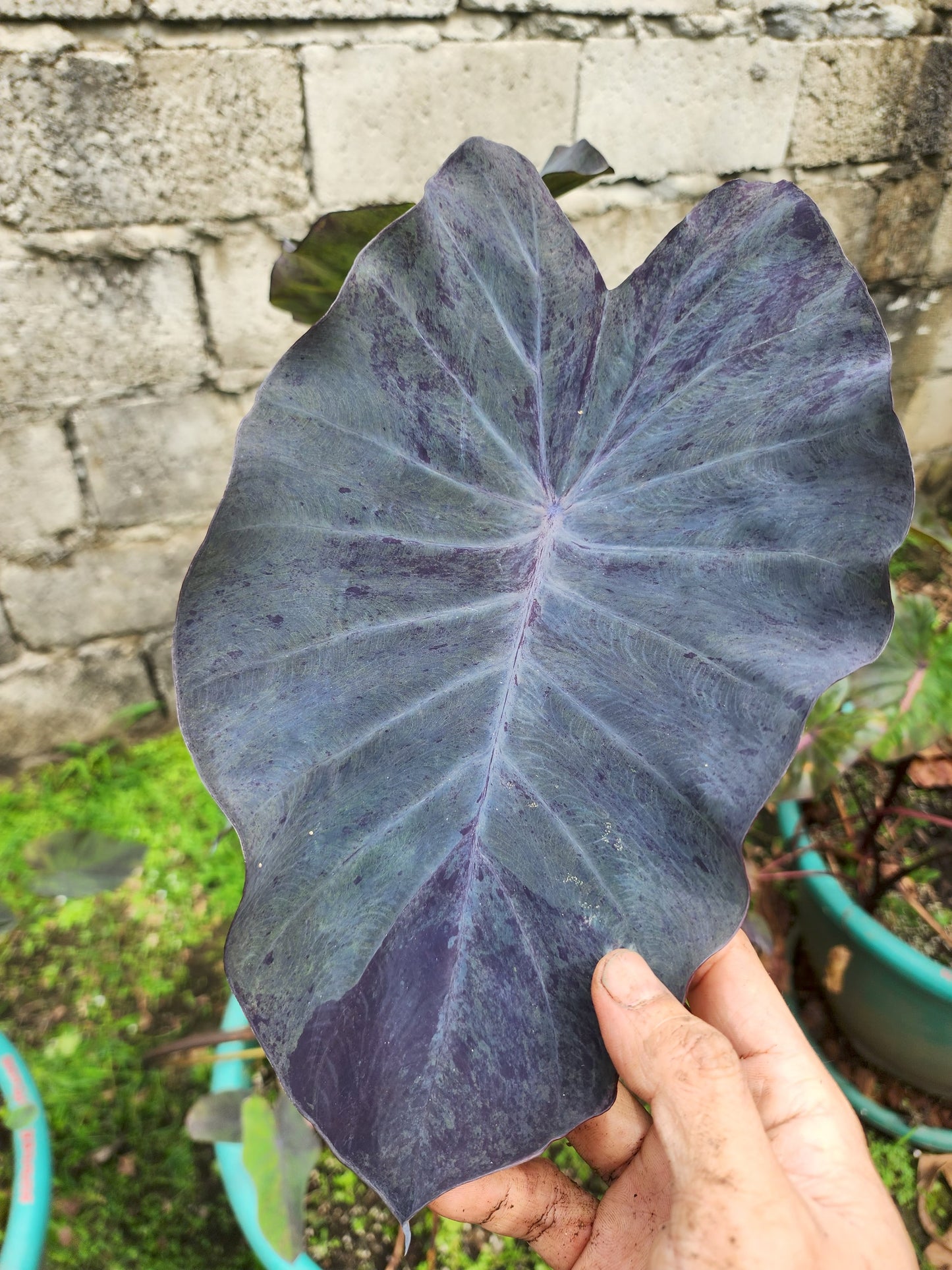 COLOCASIA SPARKLE