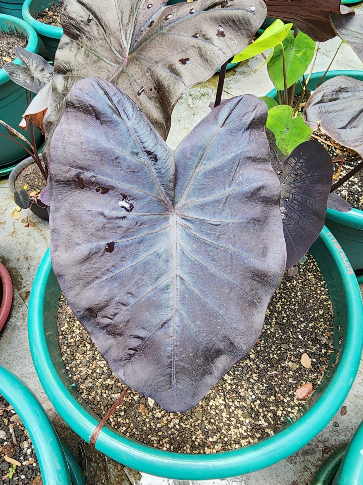 COLOCASIA TITANIUM