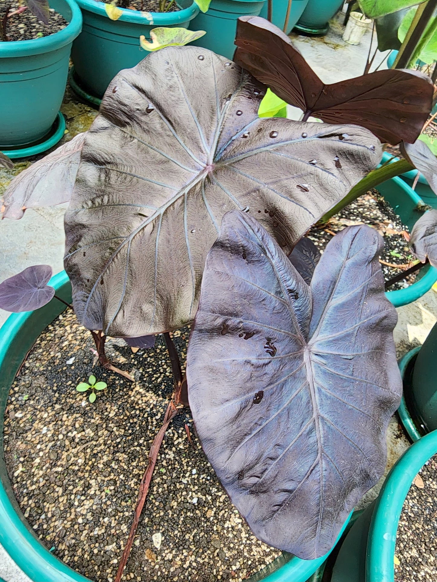COLOCASIA TITANIUM