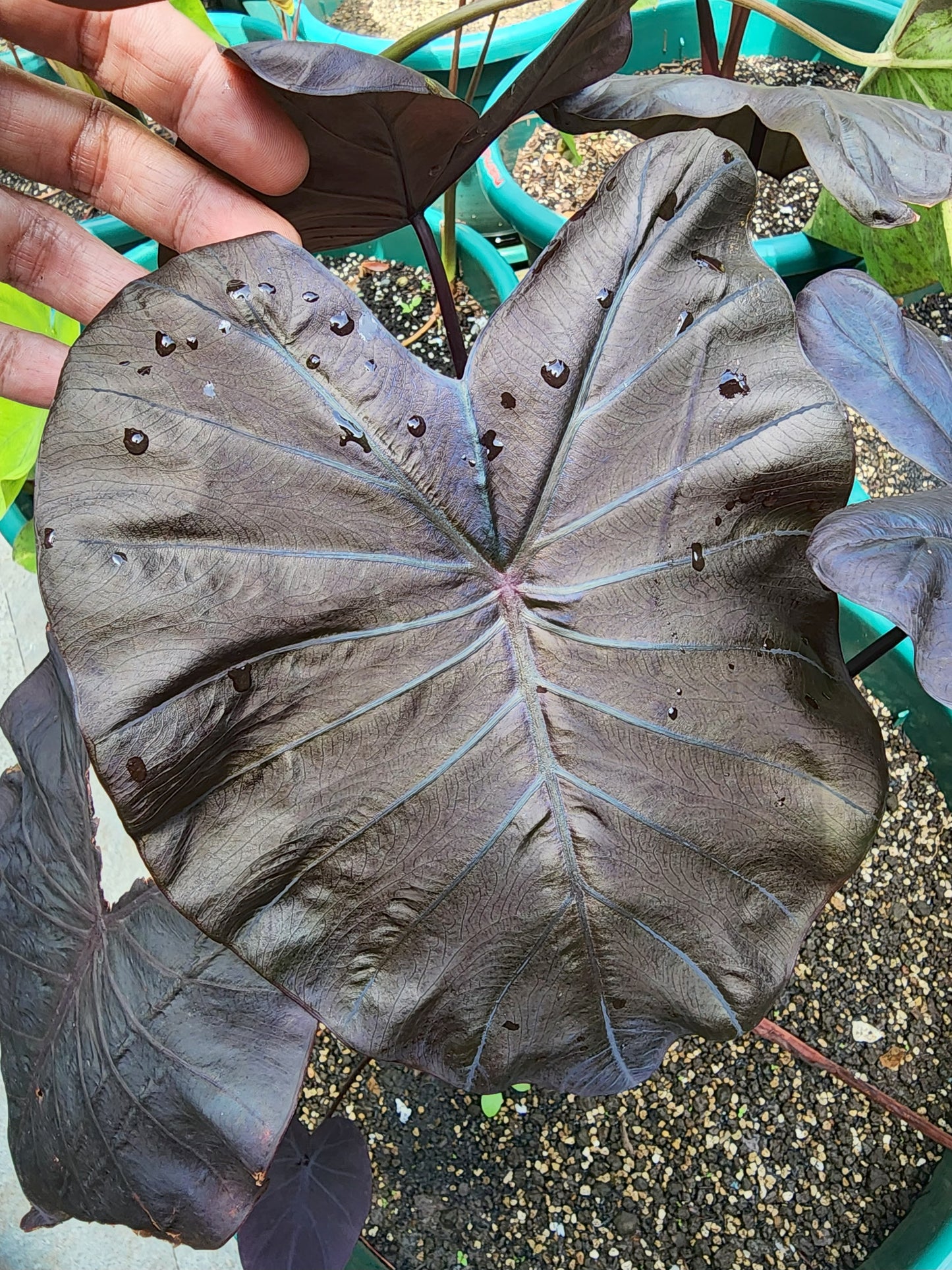 COLOCASIA TITANIUM